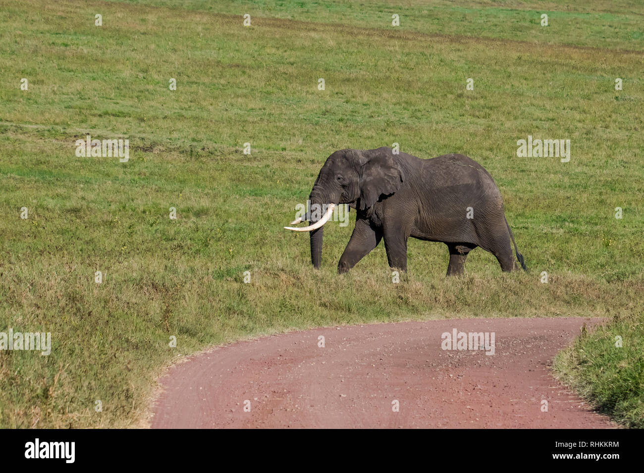 Afrikanischer Elefant Spaziergänge in der Savanne Stockfoto