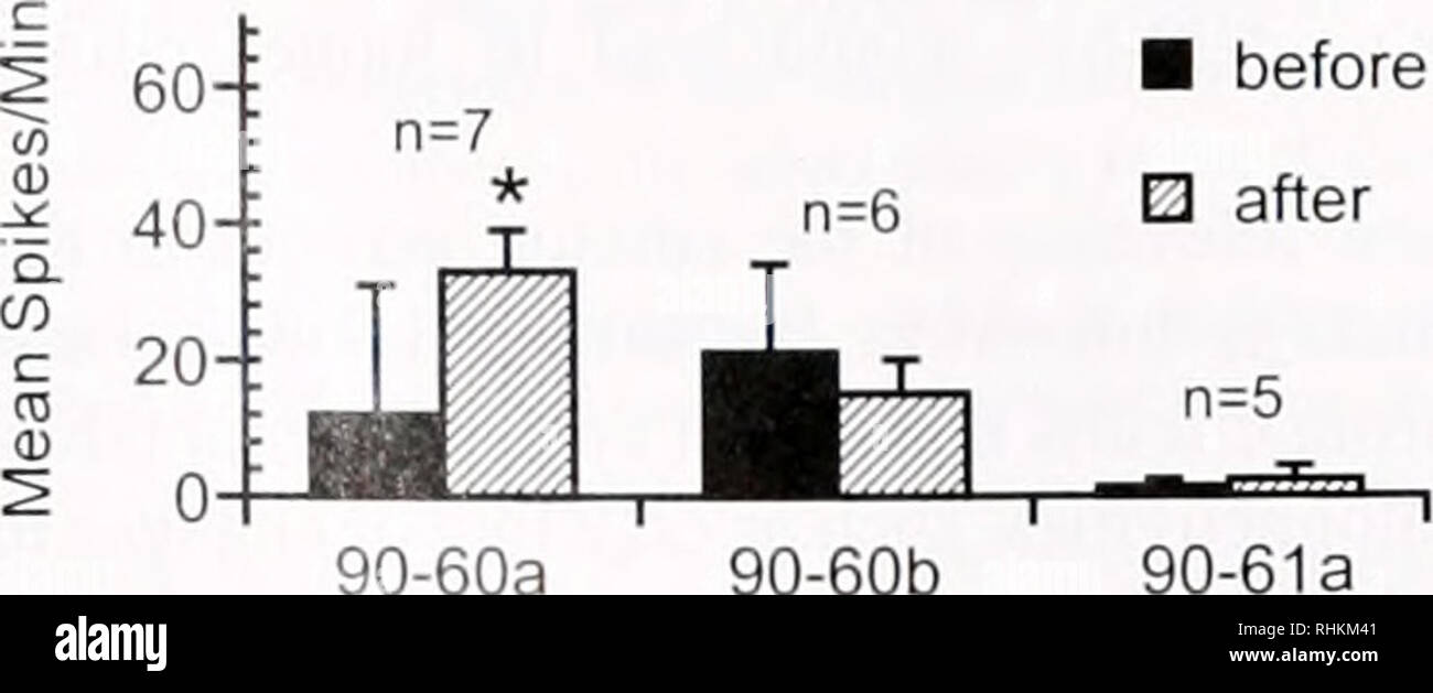 . Die biologische Bulletin. Biologie; Zoologie; Biologie; Meeresbiologie. Ich 60 tfl 40 20 f ra0) 0 90-58 90-61 91-05 91-11 90-60 d 91-18 91-21 91-02 91-19 Nummer PSW Experiment Experiment 91-22 Anzahl Abbildung 4. Mittlere Anzahl der Velaren ciliary Verhaftung Spikes pro Minute aufgezeichnet vor und nach Hinzufügung der experimentellen Lösungen. ± eine Standardabweichung. Die mit einem Stern (*) markierten mittleren Feuerrate erheblich unterschiedlich ist von der ersten Bedingungen (P r,,,,/" "..;, 2&gt;., "= 2.10). (C) Keine Änderung der mittleren Anzahl der Verhaftung Spikes pro Minute wurde aus dem isolierten Köpfe nach Zusatz von PSW (z.b. expt 9 aufgezeichnet Stockfoto