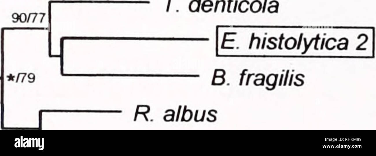. Die biologische Bulletin. Biologie; Zoologie; Biologie; Meeresbiologie. NIXON ET AL. 96/95 | C. reinhardtii 1 [C. reinhardtii 2 96/1 OO T.maritima 1 • | P/romycessp. | • | N. M. frontalis 99/100 */ 100 80/65 T. gallinae] LT. vaginalis 2 T. vaginalis 3 • T. vaginalis 4 M. elsdenii T.maritima 2 100/100 • | S. barkhanus] 99/691 • IG.-lamblia-- | E histolytica 1 95169 96/99*/99 T. tengcongensis 1 - T.maritima 3T. denticola. B. fragilis R. albus C. perfringens 1 C. acetobutylicum 98/100 cC. perfringens 2 D. vulgaris 1 r-V. tengcongensis 2 "jr -- C. thermocellum *E. acidaminophilum 98/100 64/ Stockfoto