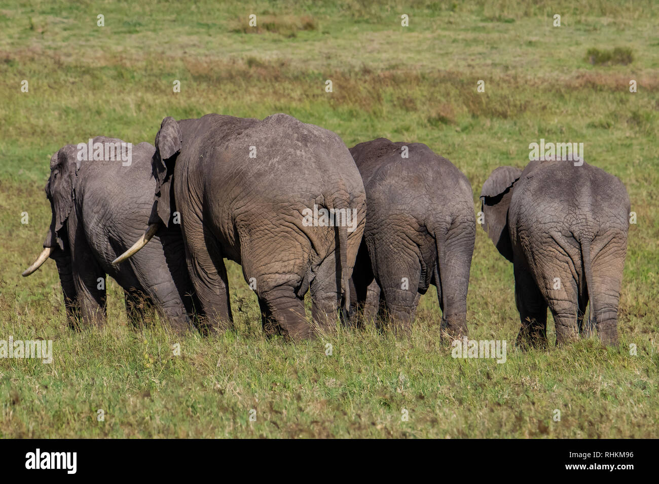 Herde von Elefanten in der Savanne Stockfoto