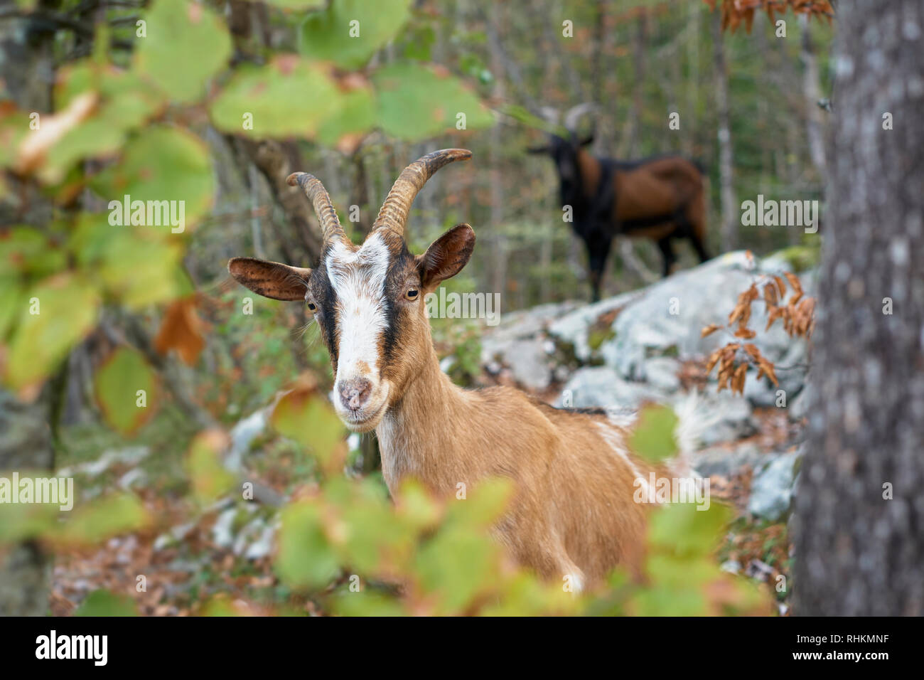 Ziege in den Wäldern Oben Bohinj, Ribcev Laz, Gorenjska, Slowenien Stockfoto