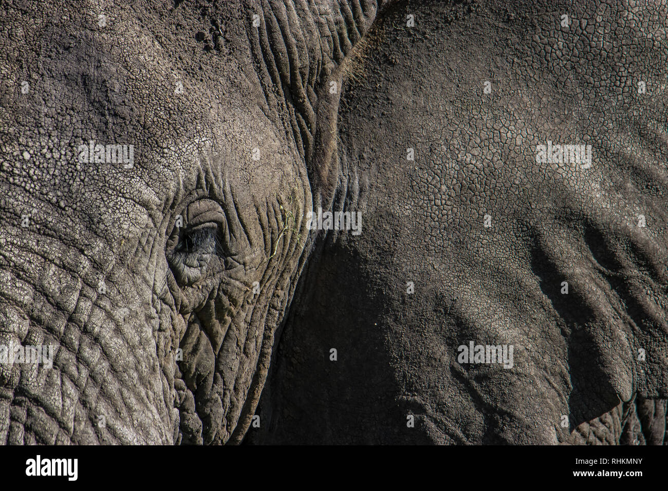 Nahaufnahme eines Elephant Head Stockfoto