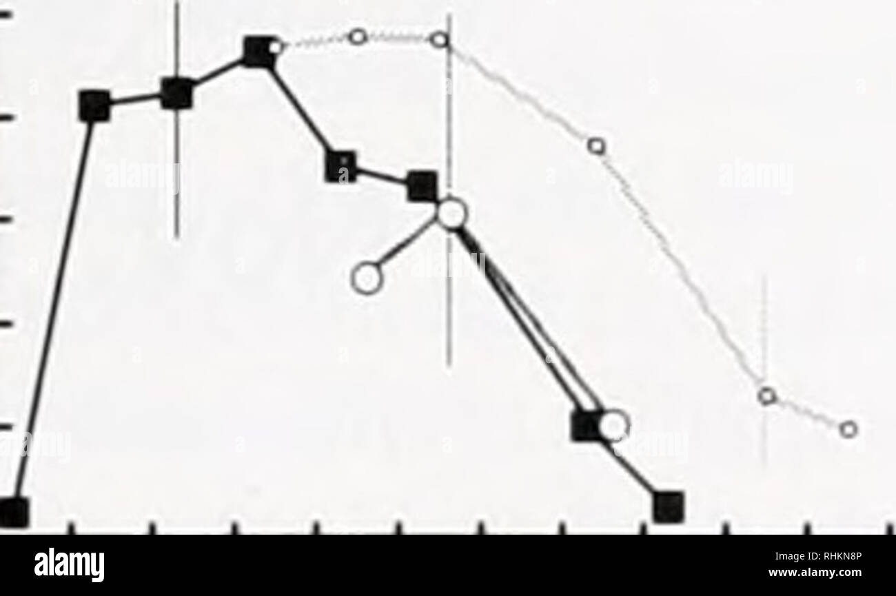 Montipora digitata Fotos und Bildmaterial in hoher Auflösung Alamy
