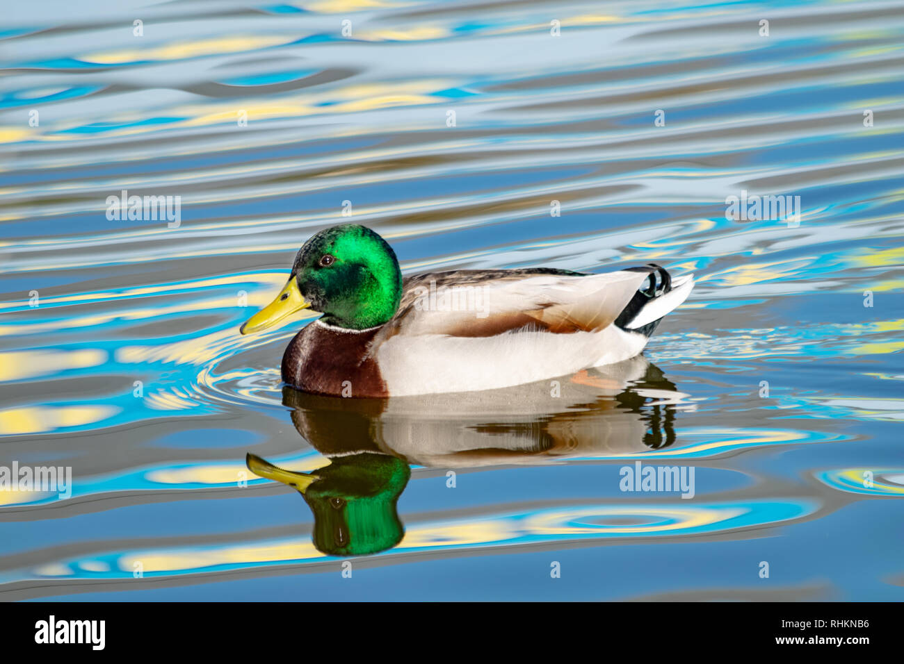 Eine Ente Baden am See mit bunten Wellen schwebend durch Stockfoto