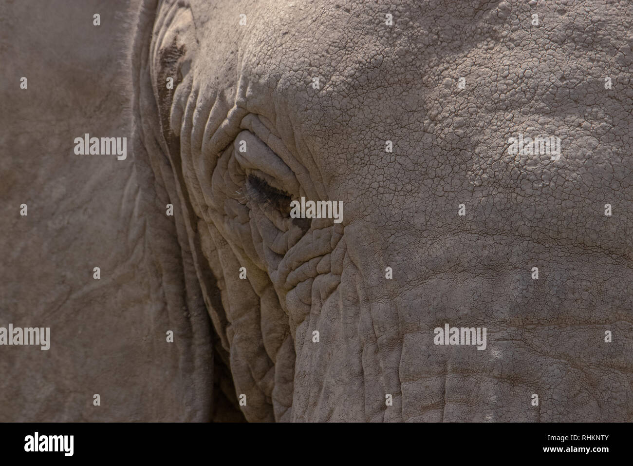 Nahaufnahme eines Elephant Head Stockfoto