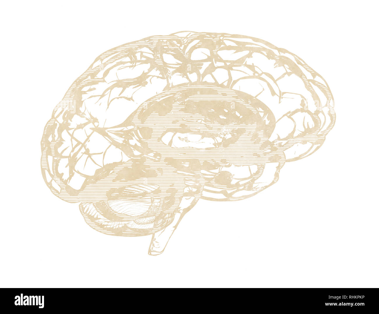 Menschliche Gehirn - Seitenansicht blau 3d Render isoliert auf weiss Stockfoto