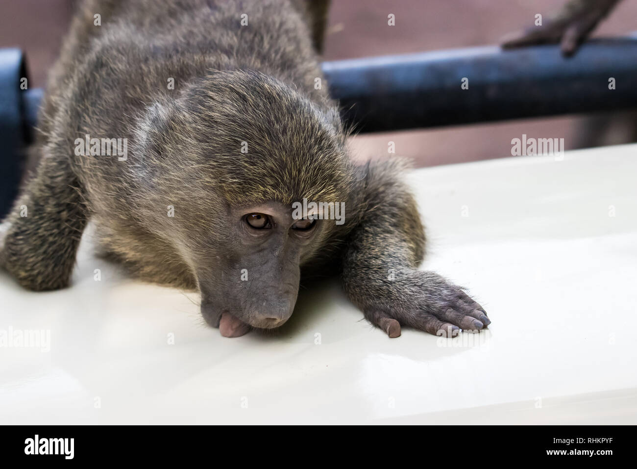 Junge Pavian Stockfoto