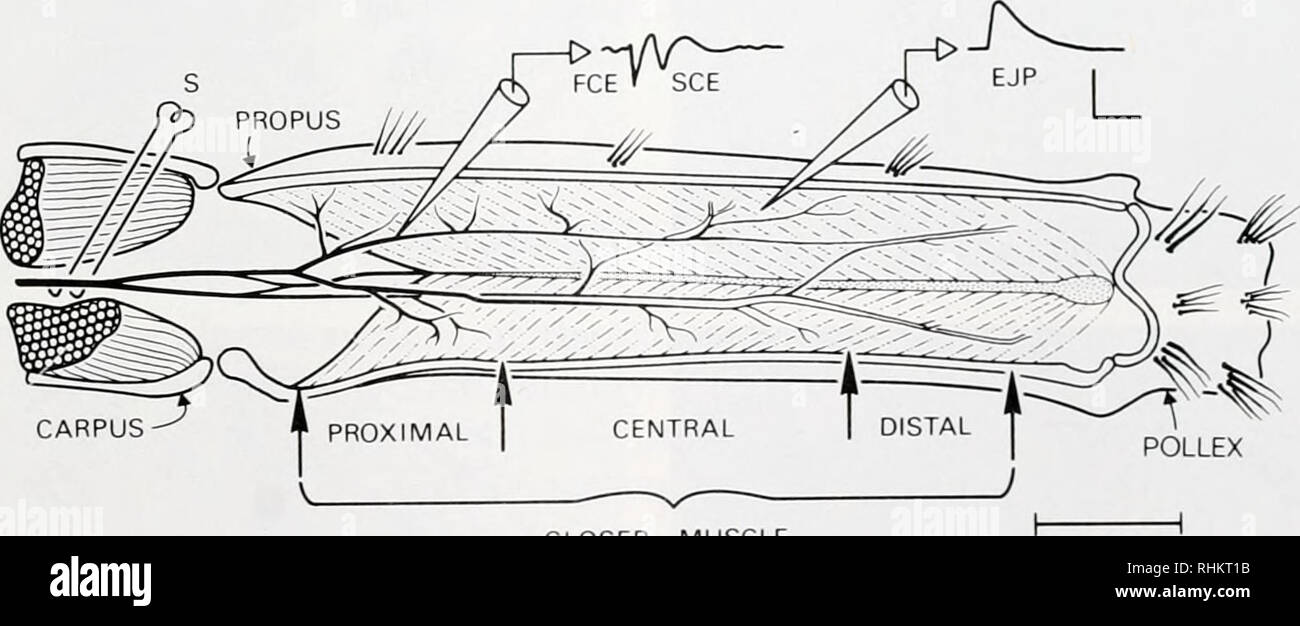 . Die biologische Bulletin. Biologie; Zoologie; Biologie; Meeresbiologie. Hummer MUSKEL ZUSAMMENSETZUNG UND INNERVATION 71 Vorbereitung mit einer Rate von ungefähr 200 ml/h und bei 12-15°C (Meiss und Govind, 1979). Die dorsale Aspekt des näher Muskel ausgesetzt war (Abb. 1) durch Entfernen der antagonistischen Opener die Muskeln und das Bindegewebe zwischen den beiden Muskeln. Dies stellt auch die wichtigsten Zweige der näher Nerven auf den Muskel, Oberfläche. Die wichtigsten näher Nerv war mit ein paar feinen Platin Draht Elektroden stimuliert, in der Nähe der Stelle, wo er teilt sich in Höhe des Karpal. Die daraus resultierenden Maßnahmen Potenziale Stockfoto