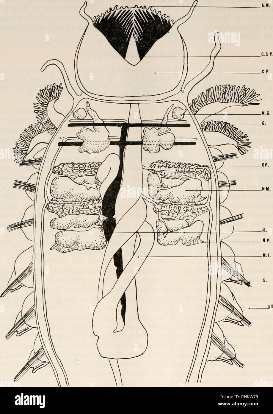 . Die biologische Bulletin. Biologie; Zoologie; Biologie; Meeresbiologie. 518 KENYON S. TWEEDELL UHR. Abbildung 1. Eine dorsale Dissektion in der Mittellinie und Verbreitung quer geschnitten, eines erwachsenen Pecti - naria ( $), die Position der Eierstöcke und die angeschlossenen nephromixia. CSP, schädeluntersuchungen Stacheln; CP, schädeluntersuchungen Plakette, AM, antennular Membran; G, Gill; NM nephromixium; NP, nephrodio-Pore, MG, Schleim Drüse; OV, Eierstock, nein, notopodium; S, seten, mittel Darm; H, Herz.. Bitte beachten Sie, dass diese Bilder aus gescannten Seite Bilder, die digital für die Lesbarkeit erhöht worden sein können extrahiert werden - Färbung eine Stockfoto