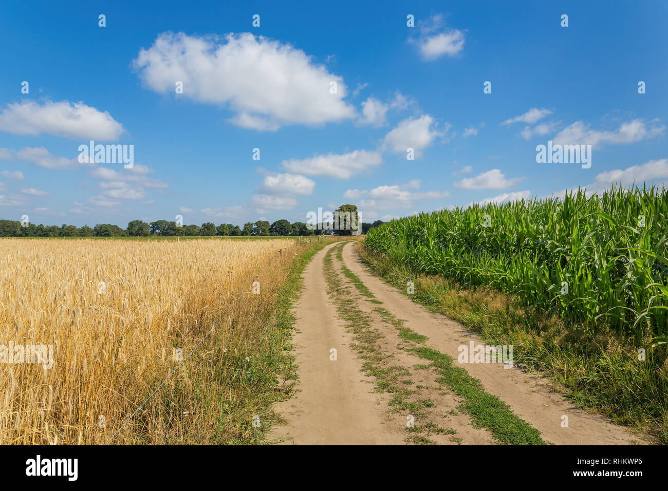 Ländliche Kulturlandschaft mit Sand Straße Maisfeld und Getreidepflanzen Stockfoto