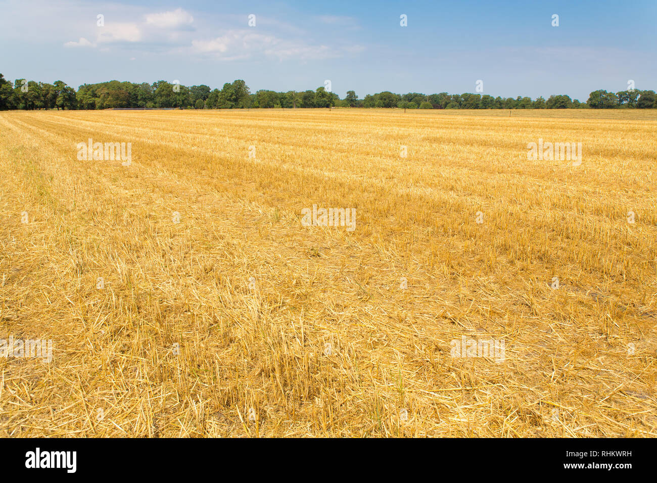 Leere geernteten Weizen Feld in den Niederlanden Stockfoto