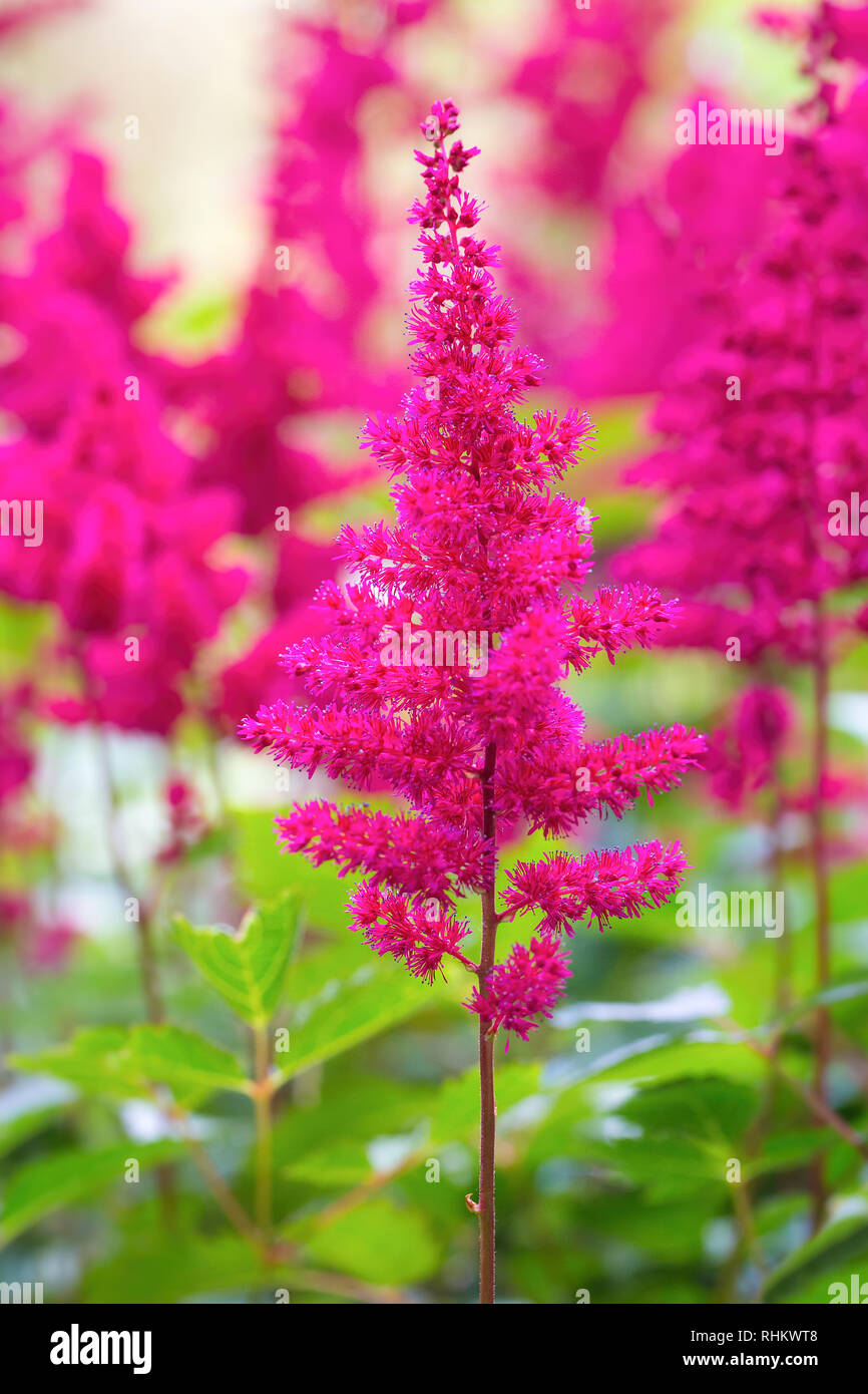 Außerhalb der Gruppe von bunt blühenden astilbe Blumen Stockfoto