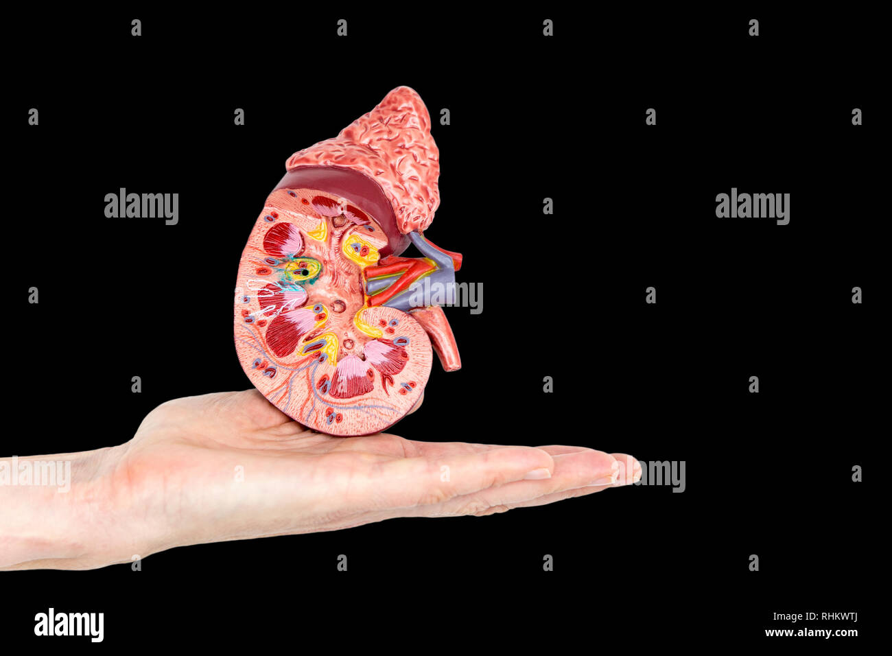 Flache weibliche Hand zeigt Modell mit Querschnitt der menschlichen Niere auf schwarzem Hintergrund Stockfoto