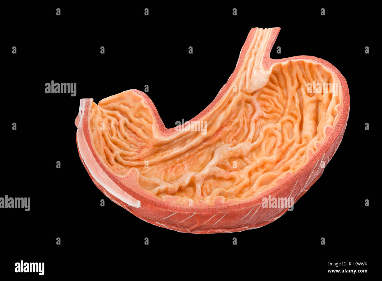 Modell innerhalb der menschlichen Magen auf schwarzem Hintergrund Stockfoto