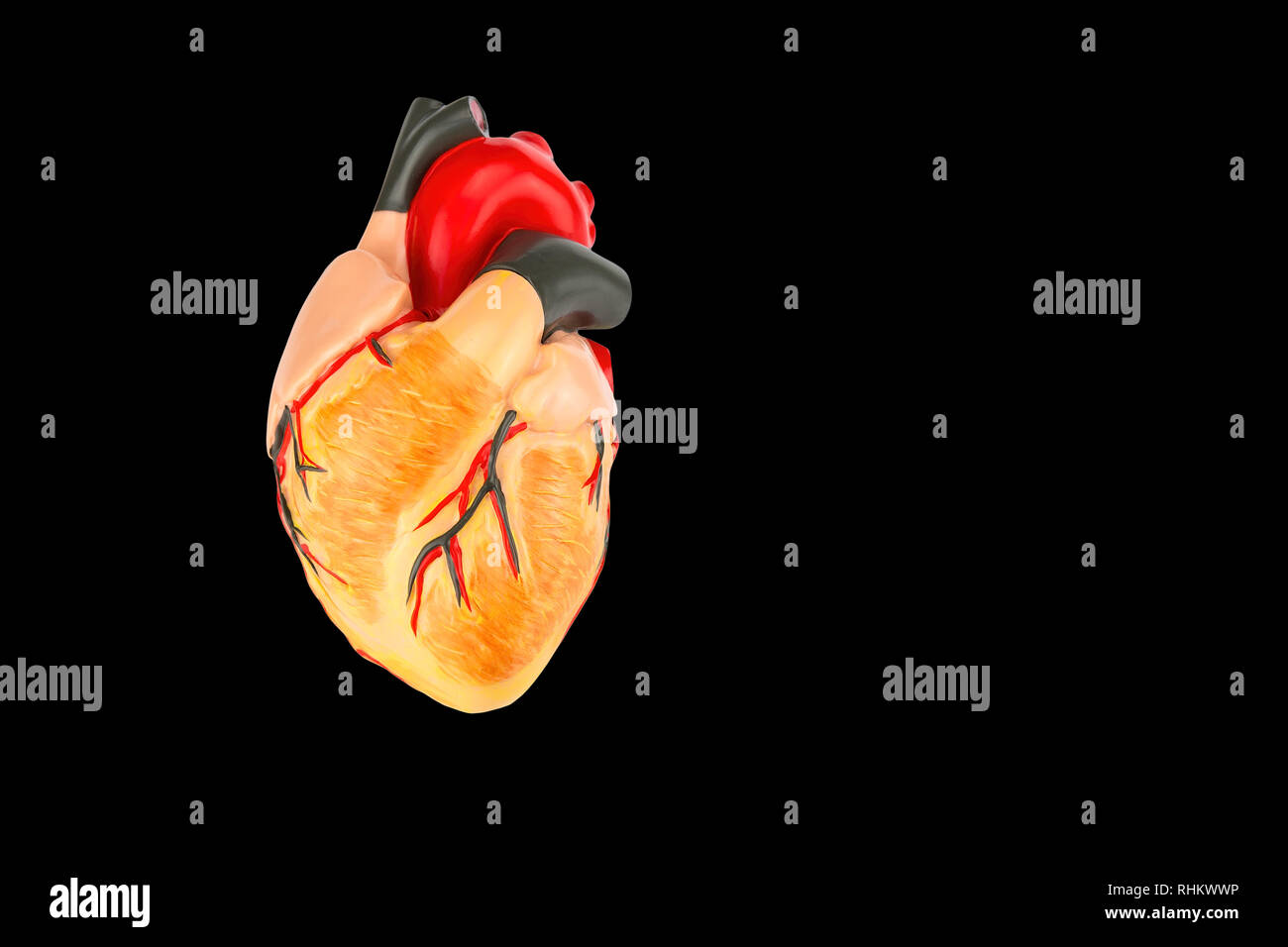 Modell eines menschlichen Herzens auf schwarzem Hintergrund Stockfoto