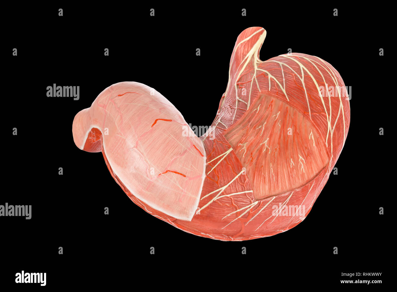 Modell außerhalb des menschlichen Magen auf schwarzem Hintergrund Stockfoto