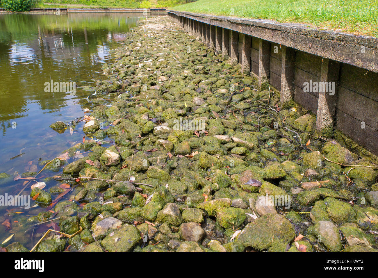Urbane niederländische Teich bei niedrigem Wasserstand im trockenen Sommer Stockfoto