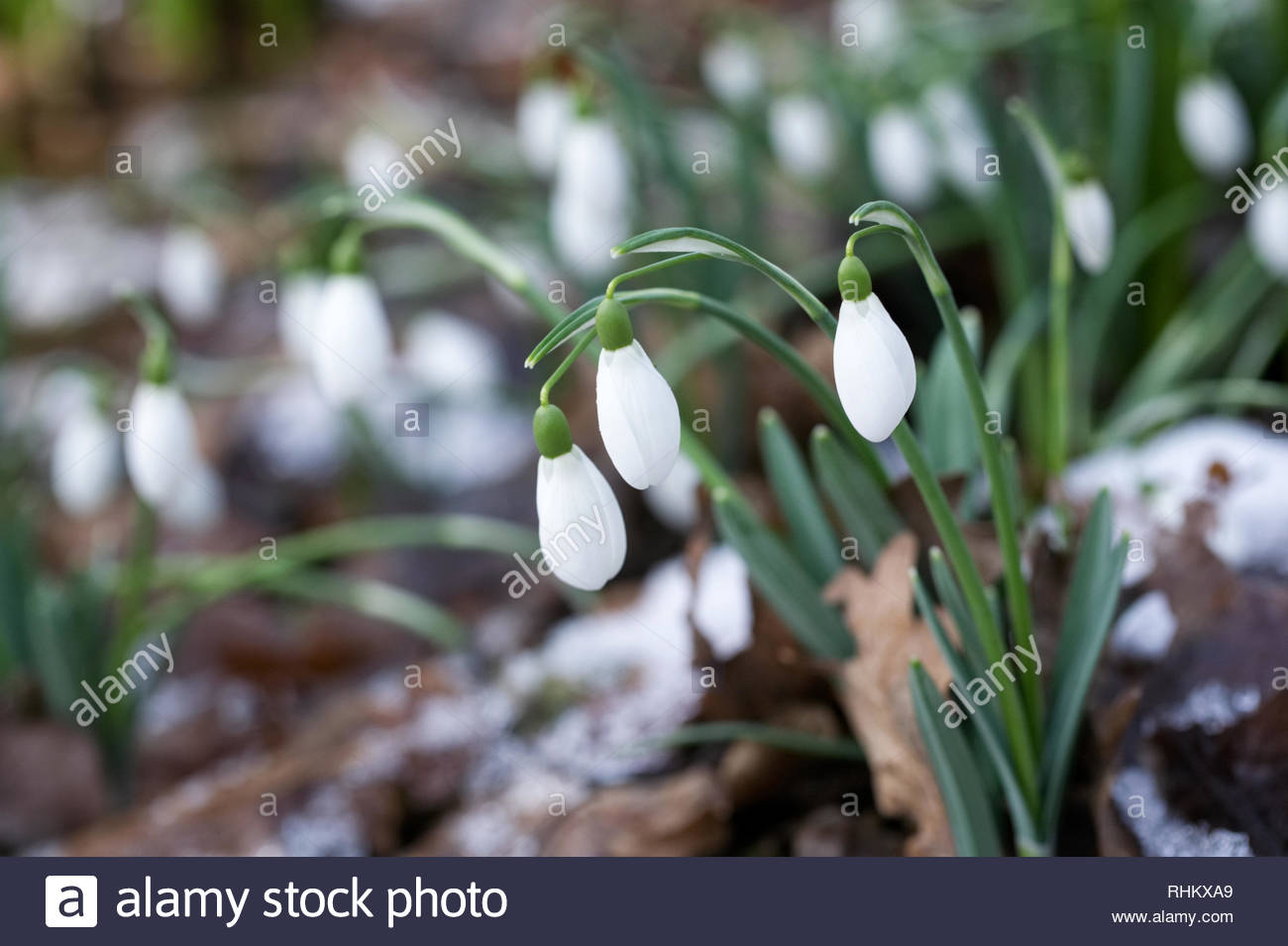 Galanthus S Arnott Spezies Schneeglockchen Wachsen Am Rande