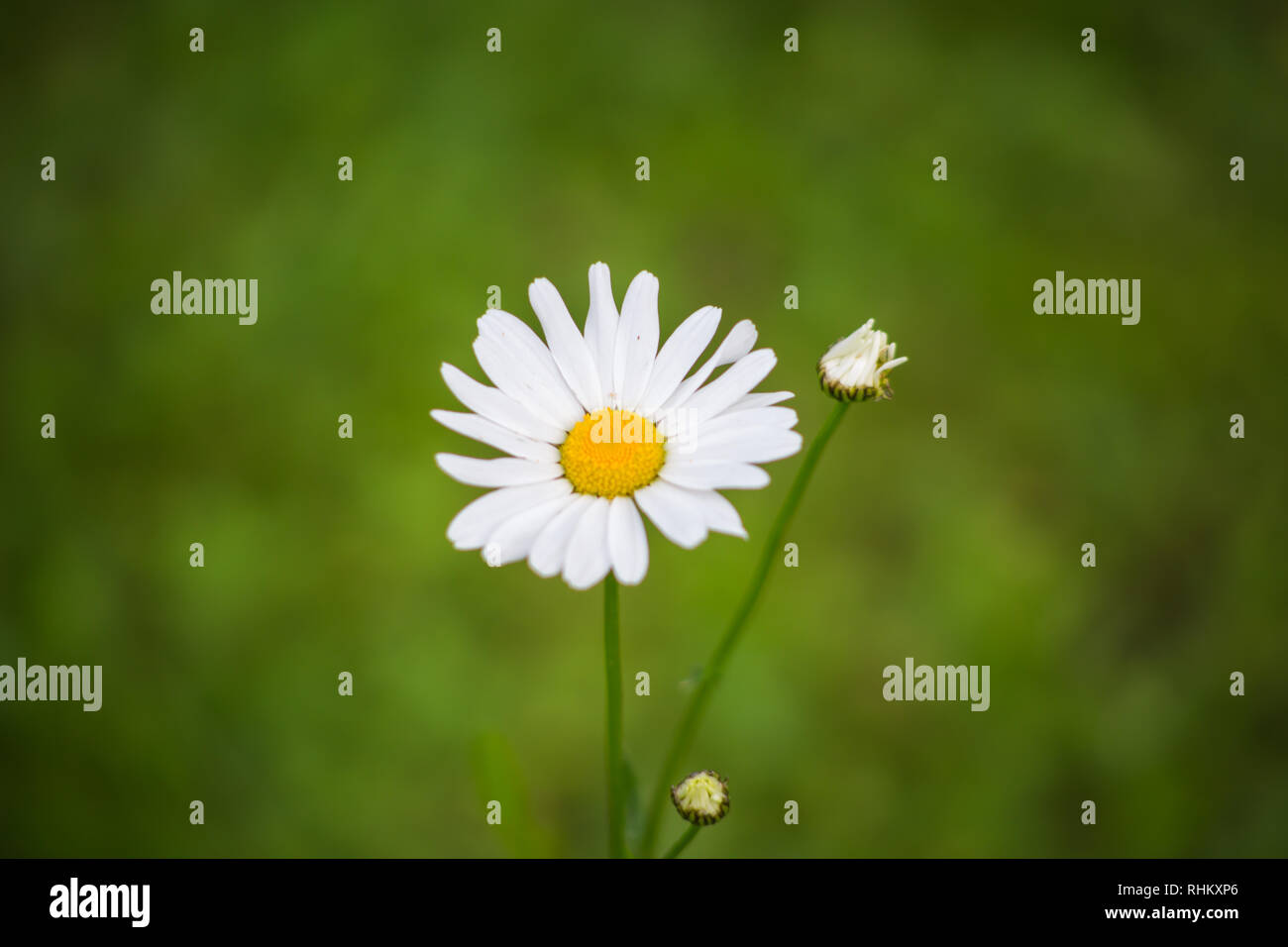 Eine Wiese mit Blumen im Sommer Stockfoto