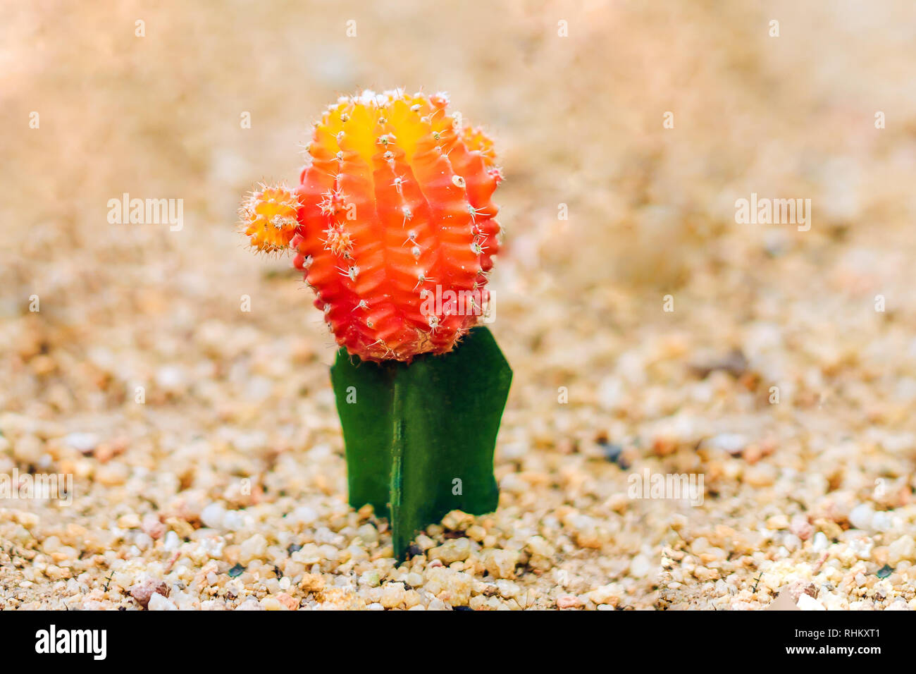 Mond Kaktus oder Gymnocalycium mihanovichii, die Mutante Cactus Gepfropft  auf Hylocereus Wurzelstock Makro Nahaufnahme Hintergrund von Cactus  Pigmentierung Dornen Stockfotografie - Alamy