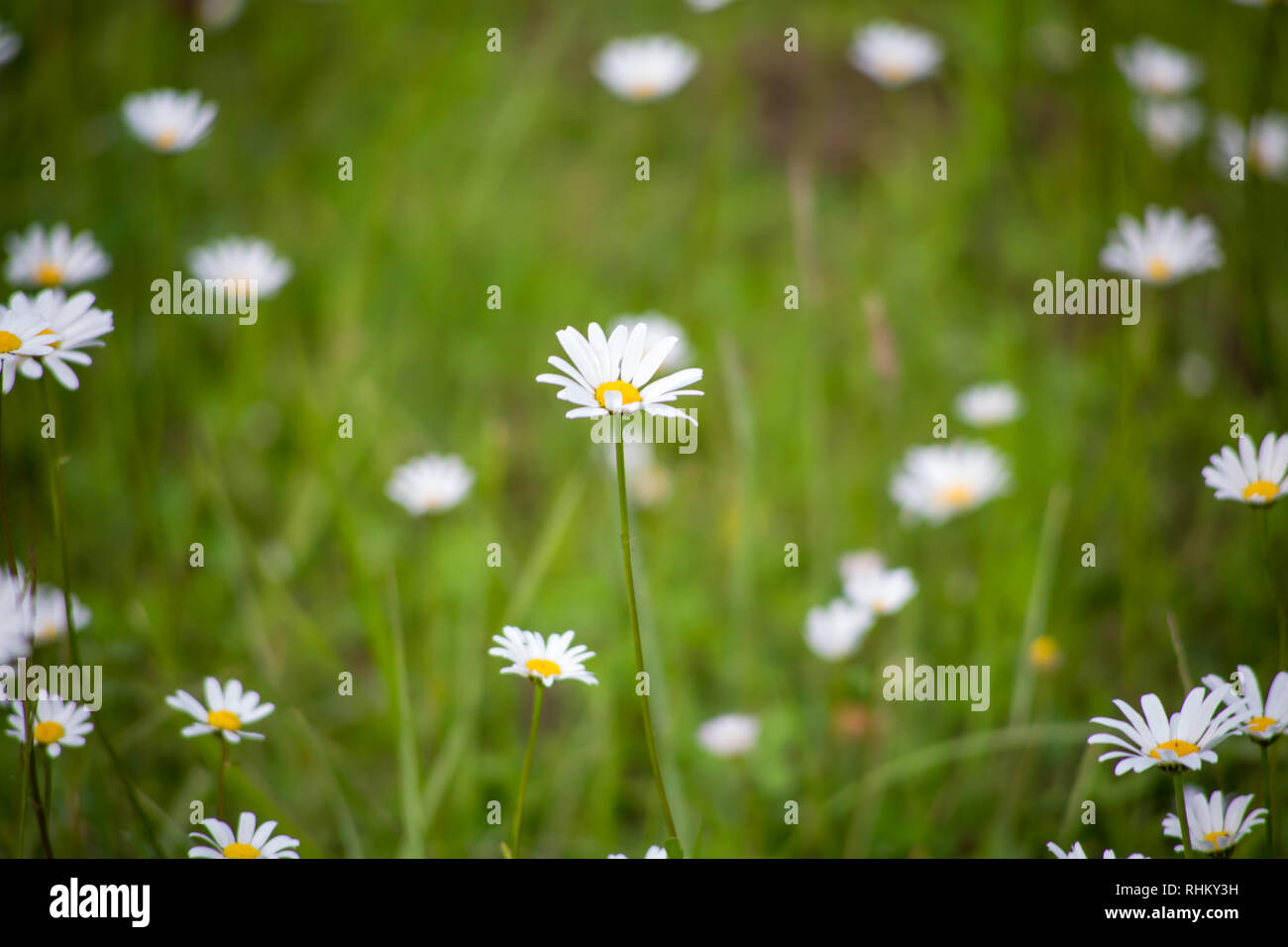 Eine Wiese mit Blumen im Sommer Stockfoto