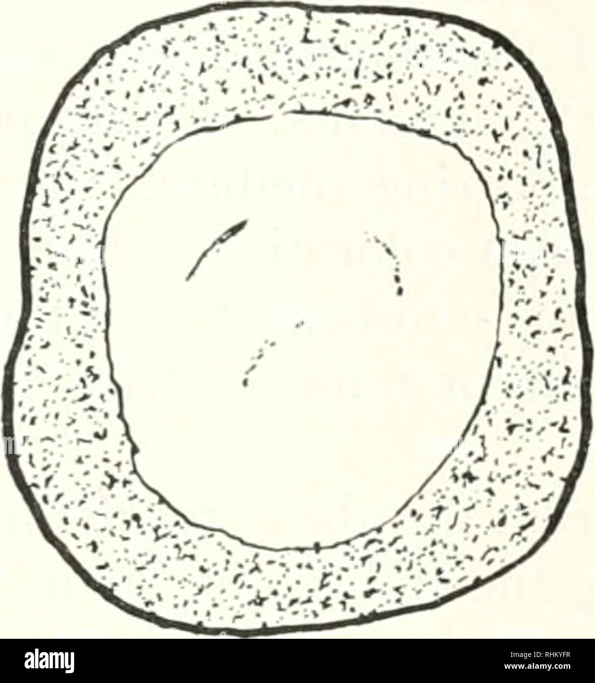 . Die biologische Bulletin. Biologie; Zoologie; Biologie; Meeresbiologie. Die ATMUNG IN DEN FRÜHEN KÜKEN 79 TABELLE I Muster der Cytochrom-o. vidasc Aktivität in der frühen Küken emlvys C.' plantcd auf Medien mit Dimethyl-p-phenylendiamin und alplia Naphthol (Nadi rca &Lt;icnt) und Nadi rcaucnt • Ich." ith Natrium beiseite Nr. GENERALISIERTEN ERGEBNISSE NADI RE AGENT (. 01 M) NADI REAGENZ (0,01 m). Kein Natriumazid (0.005 m). Bitte beachten Sie, dass diese Bilder extrahiert werden aus der gescannten Seite Bilder, die digital haben für die Lesbarkeit verbessert - Färbung und Aussehen dieser Abbildungen können nicht perfekt aussehen Stockfoto