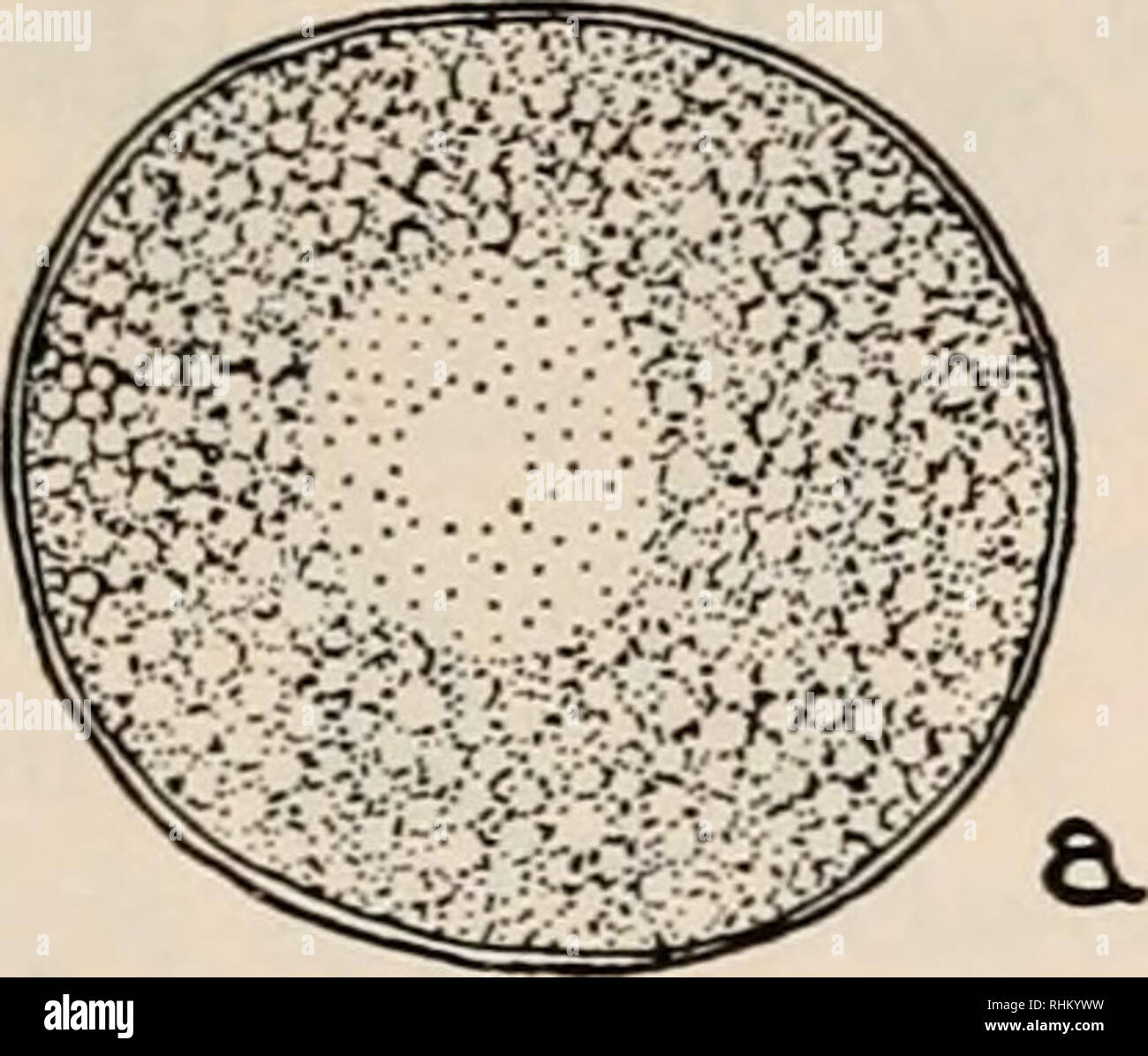 . Die biologische Bulletin. Biologie; Zoologie; Biologie; Meeresbiologie. Biologie der THORACOPHELIA 233 eindeutig während der frühen Stadien der Spaltung (Abb. unterscheiden. Ic, e, f). Die blastomeren des 4-Zell-Stadium etwa sind in der Größe gleich, so dass die Drehrichtung der nachfolgenden Spaltung nicht nur durch Akteneinsicht ermittelt werden konnte. Nach etwa sechs Stunden einen äquatorialen prototroch entwickelt, und die jungen Larven schwimmen vom unteren bald danach (Abb. Ig). Eine apikale Büschel von Filamenten und ein Filament leicht dorsal der pflanzlichen Pole sind auch in der Stockfoto