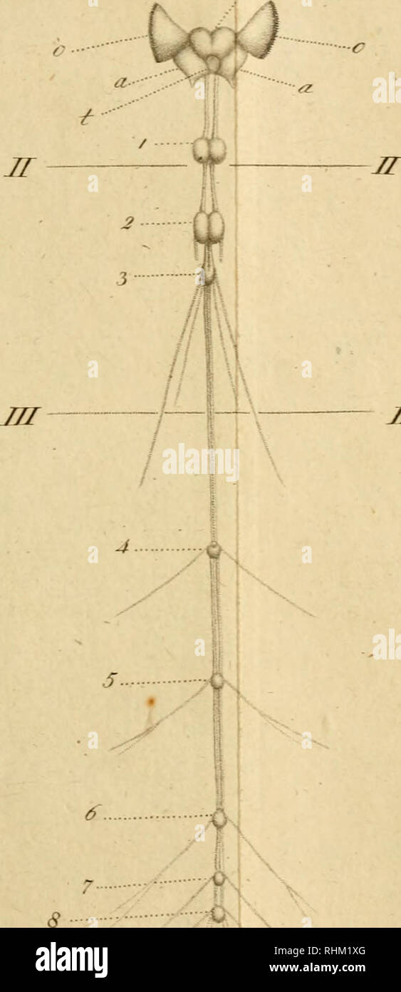 . Biologie: oder Philosophie der lebenden Natur für Naturforscher und Ärzte. Biologie; Life Sciences. //^. JT.. jzr I/T '0 -^. Â /Â ny/n^fi./^^///^ gf^ jcuÃ¼jÃf -. Bitte beachten Sie, dass diese Bilder sind von der gescannten Seite Bilder, die digital für die Lesbarkeit verbessert haben mögen - Färbung und Aussehen dieser Abbildungen können nicht perfekt dem Original ähneln. extrahiert. Gottfried Reinhold Treviranus, Morisot. Göttingen: bey J. F. RÃ¶ wer Stockfoto