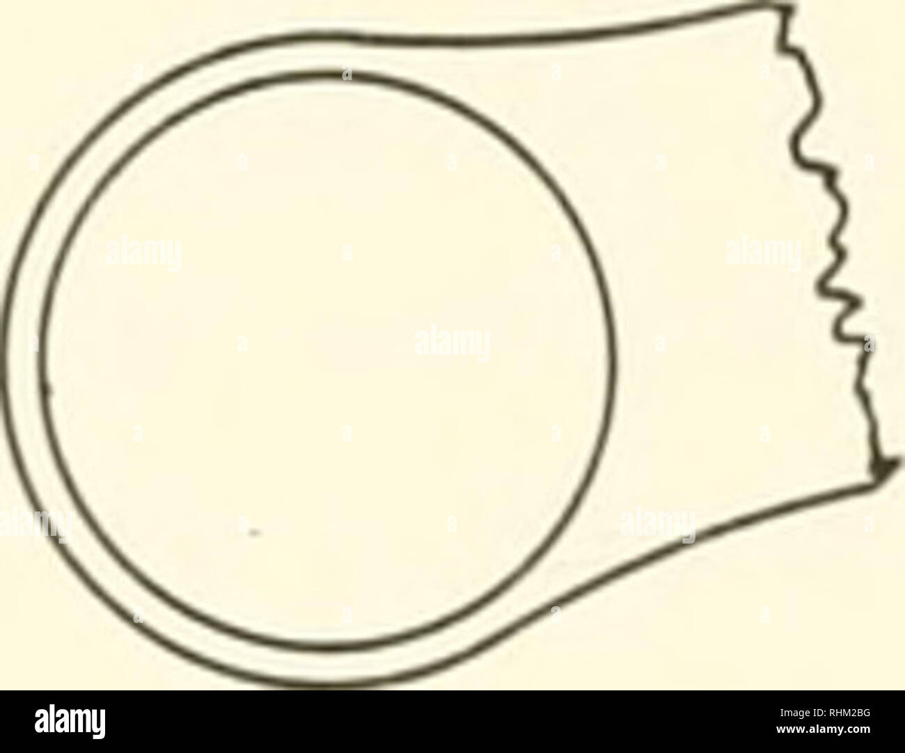 . Biologische Transport. Biologische Transport; Biologische Transport. Weitere Inkubation Abbildung 3 eine Skizze visualisieren die Bildung von sphärischen protoplasten von lysozym Behandlung von stabförmigen Zellen von Bacillus megaterium. [Aus McQuillen, K. (1956), Symposium Soc. Gen. Microbiol., 6, 129 (1956); mit Genehmigung verfügt, 7.Organismen zeigen nicht selektive Undurchlässigkeit für kleine gelösten Mole-cules (vgl. Roberts et al., 1957), aber diese Ansicht trifft viel gegen Nachweis (vgl. Mitchell und Moyle, 1956). Annahme dann das Vorhandensein an oder nahe der Oberfläche eine Barriere, die nicht die Migration zu verhindern Stockfoto