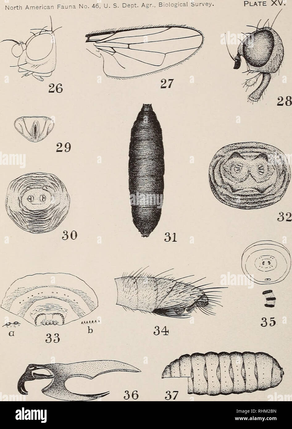 . Eine biologische Untersuchung der Pribilof Inseln, Alaska. I. in der Vögel und Säugetiere. Zoologie Alaska Pribilof Inseln. Details von Fliegen &Lt;Cyclorrhapha l^ Esplanaxion auf Seite 227.). Bitte beachten Sie, dass diese Bilder sind von der gescannten Seite Bilder, die digital für die Lesbarkeit verbessert haben mögen - Färbung und Aussehen dieser Abbildungen können nicht perfekt dem Original ähneln. extrahiert. In den Vereinigten Staaten. Büro der biologischen Erhebung; McAtee, W. L. (Waldo Lee), 1883-1962; Preble, Edward Alexander, 1871-1957. Washington, Govt. Drucken. Aus. Stockfoto