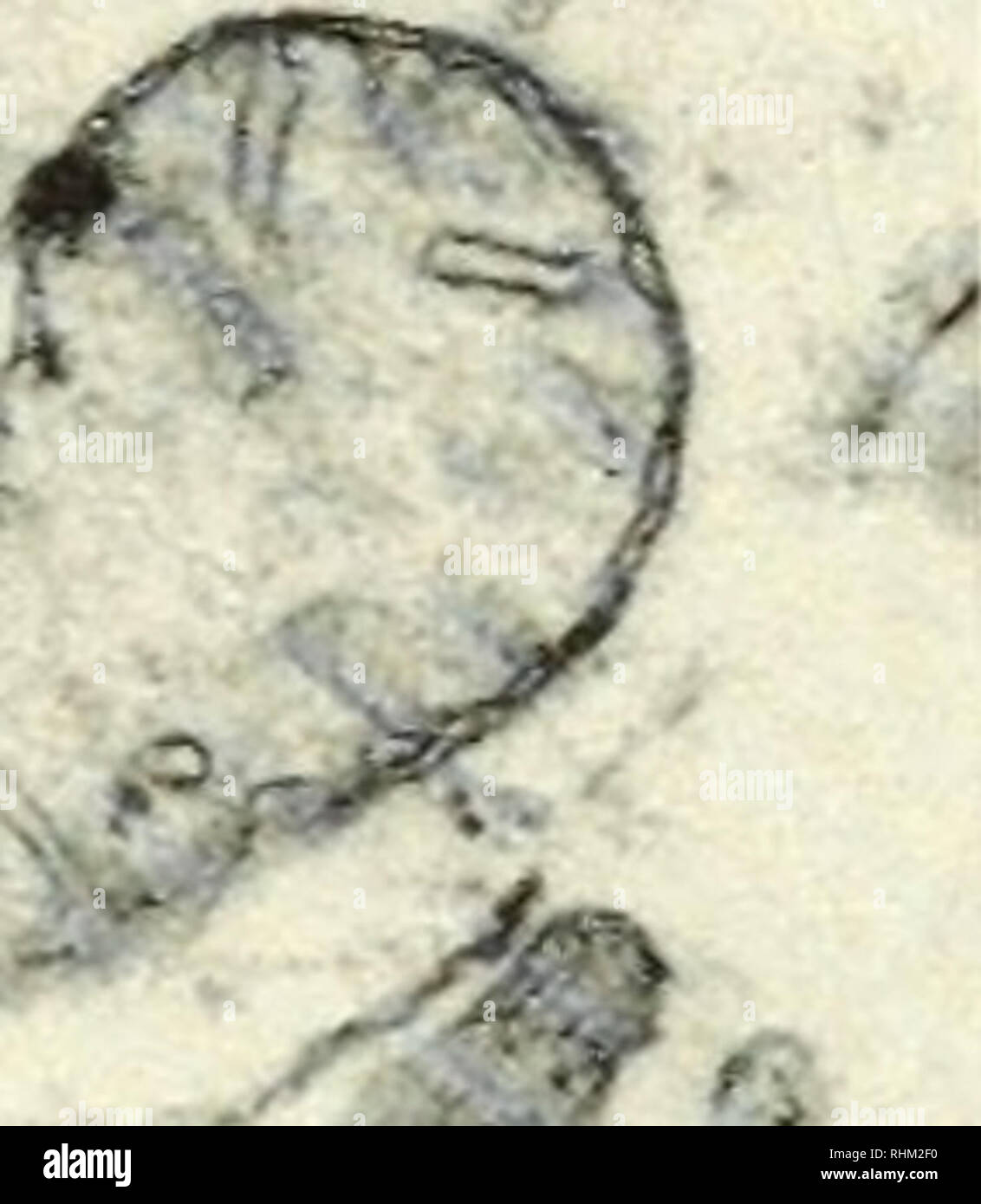 . Biologische Struktur und Funktion; Verfahren. Biochemie; Zytologie. . Bitte beachten Sie, dass diese Bilder sind von der gescannten Seite Bilder, die digital für die Lesbarkeit verbessert haben mögen - Färbung und Aussehen dieser Abbildungen können nicht perfekt dem Original ähneln. extrahiert. IUB/IUBS Internationales Symposium (1.: 1960: Stockholm); Internationale Union der Biochemie; Internationale Union der biologischen Wissenschaften, Goodwin, T. W. (Trevor Walworth); Lindberg, Olov, 1914 -. London, New York, Academic Press Stockfoto