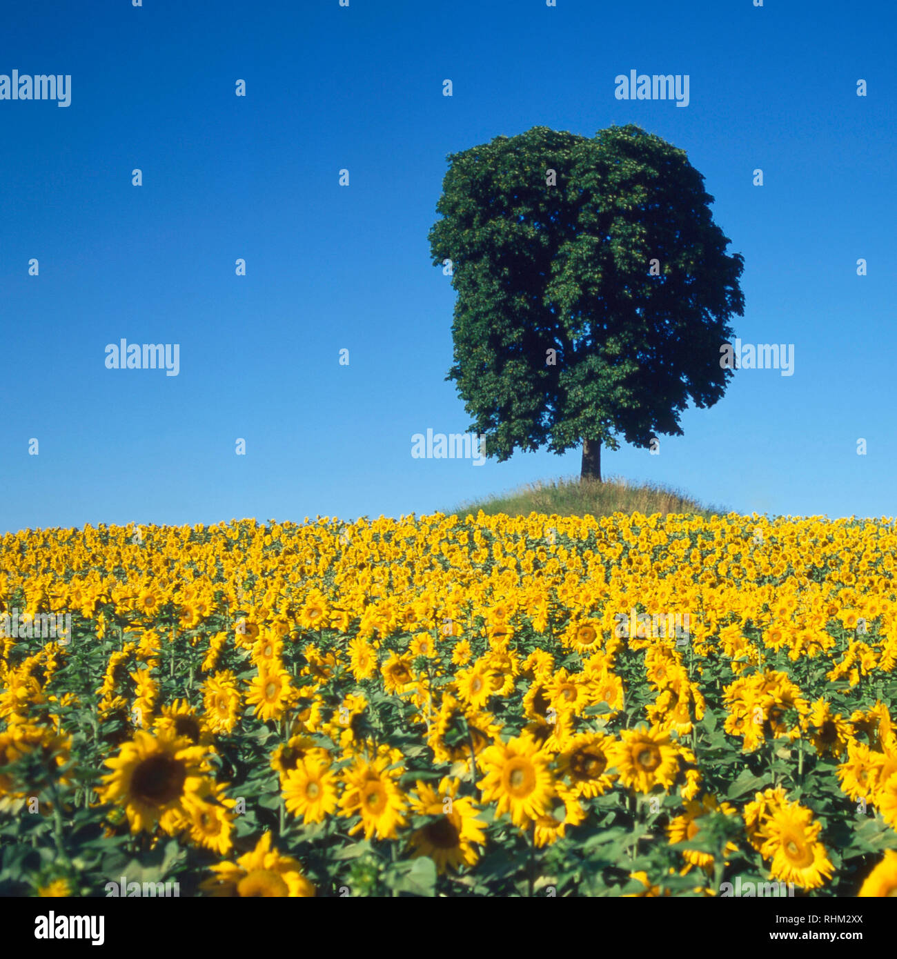 Baum im Sommer mit Sonnenblumen Feld, Auvergne, Frankreich Stockfoto