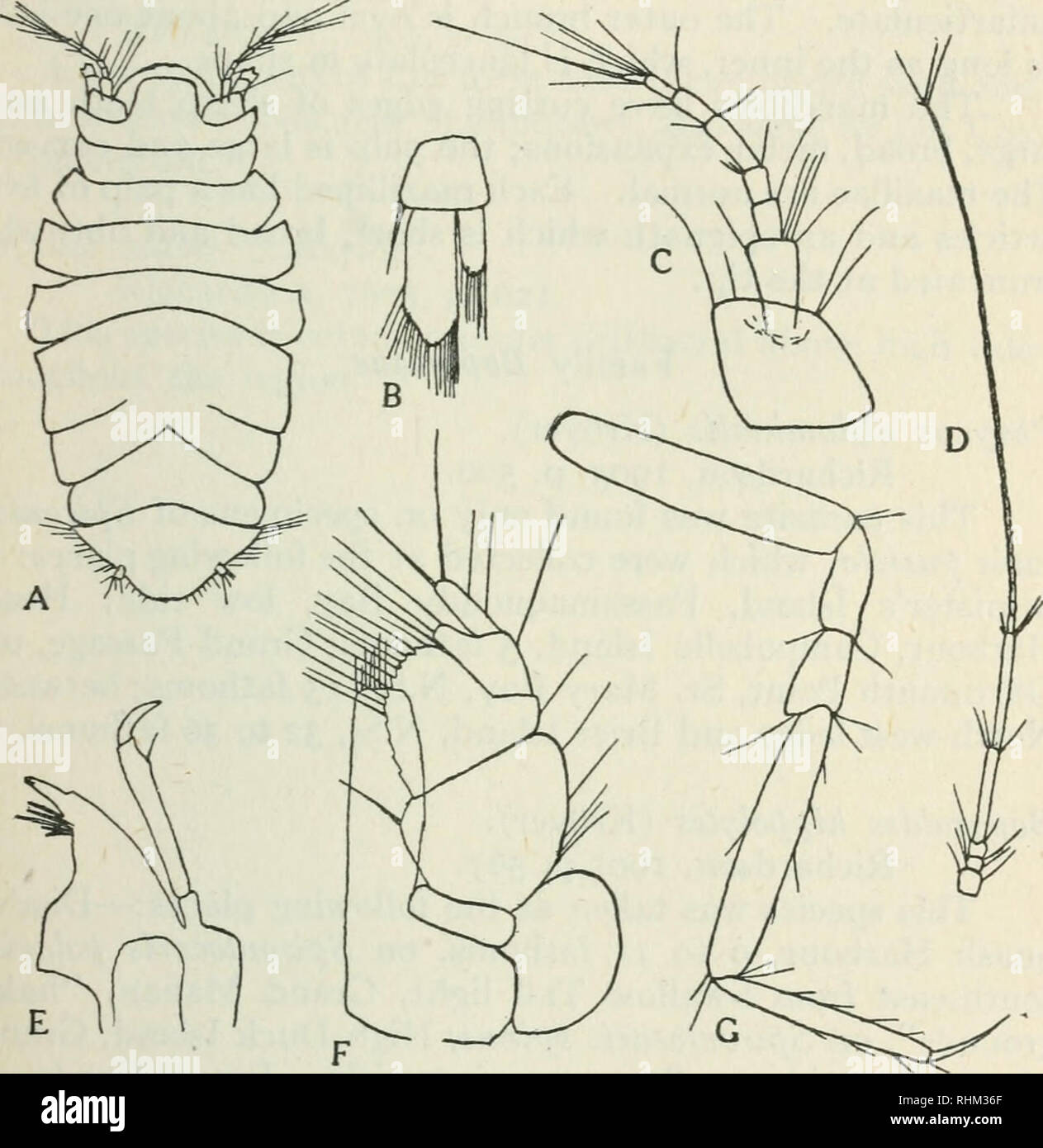 . Biologische Serie. Biologie. Wallace: Der isopoda auf die Bucht von Fundy 39 Artikel und ein multiarticulate flagellum auf die doppelte Länge des Blütenstandsstiels, die gesamte Antenne doppelt so lang wie der Körper. Der thorax besteht aus sechs Segmente, die Fünfte zeigt Anzeichen für eine Unterteilung durch Nähte die erreichen. f^^ - S. fiwryco^e mutica, {G. O. SARS); (A), weiblich, dorsalansicht, x40; (B), uropod, 160 x 160';?G) fi "rst" zb "x160"^^"'"'^ Antenne, x40; (E), Unterkiefer, x160; (F). maxilliped, x auf halbem Weg über den Körper. Die seitlichen Ränder des Seg- mente sind nicht sehr sharpl Stockfoto