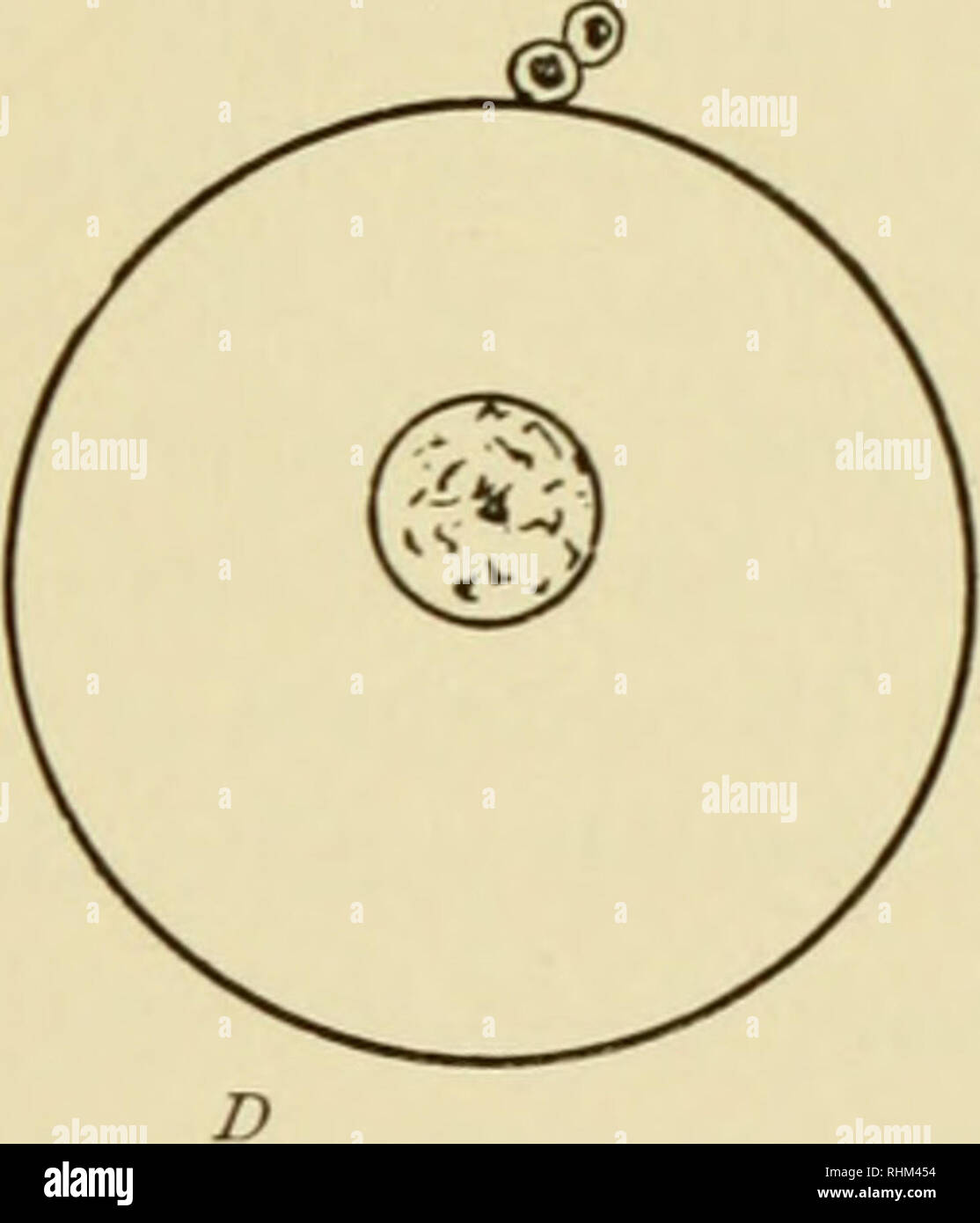 . Biologische Vorlesungen an der Marine Biologische Laboratorium des Holz Holl [sic] geliefert. Biologie. Abb. 4. - Schaubild mit den verschiedenen Phasen der Reifung der Eier von verschiedenen Tieren erreicht, bevor die Samenzellen eintritt. A, Nereis, Tlialassema; B, Chaetopterus und einige andere marine Anneliden; C, Frosch, Axolotl, Neunauge; D, sea-Urchin. Phase, wenn das Ei im Meer links Unbefruchteten - Wasser; und das gleiche scheint auch für viele andere marine Anneliden zu sein. Das elab - orate Maschinerie der mitotischen Teilung wird sofort in Bewegung auf den Eingang des Spermatozoons eingestellt, obwohl die Spermien und die c Stockfoto