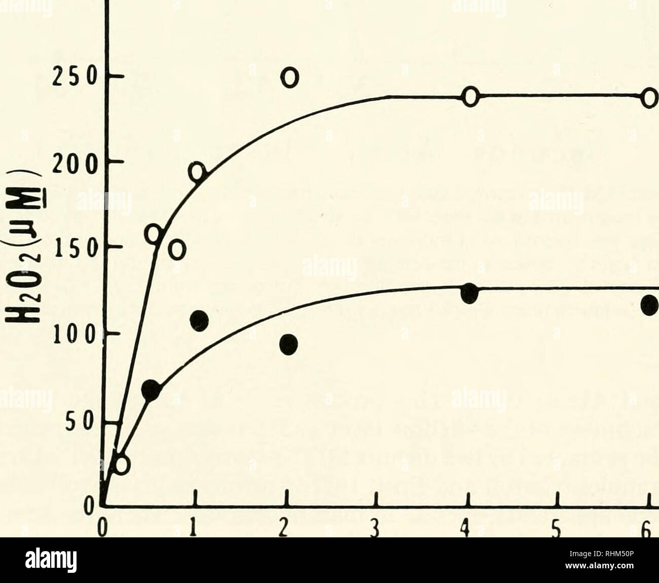 . Die biologische Bulletin. Biologie; Zoologie; Biologie; Meeresbiologie. 292 H. SCHUEL postuliert auch als Spermizide Agenten handeln, um zu verhindern, dass polyspermy (Foerder und Shapiro, 1977; Klebanoff^/al, 1979; Shapiro und Eddy, 1980), da H2O2 ist giftig Spermien (Evans, 1947). Beweise für eine Peroxid-vermittelten Block in Seeigel zu polyspermy eingeholt wurde (Boldt et al., 1981; Cobum et al., 1981). Spermien werden schnell durch ei-abgeleiteten H2O2 inaktiviert. Jedoch, ein Peroxidase-endogene der Spermien wird verantwortlich für deren Inaktivierung (Boldt, 1982; Boldt et al., 1981, 1984). Seeigel Stockfoto