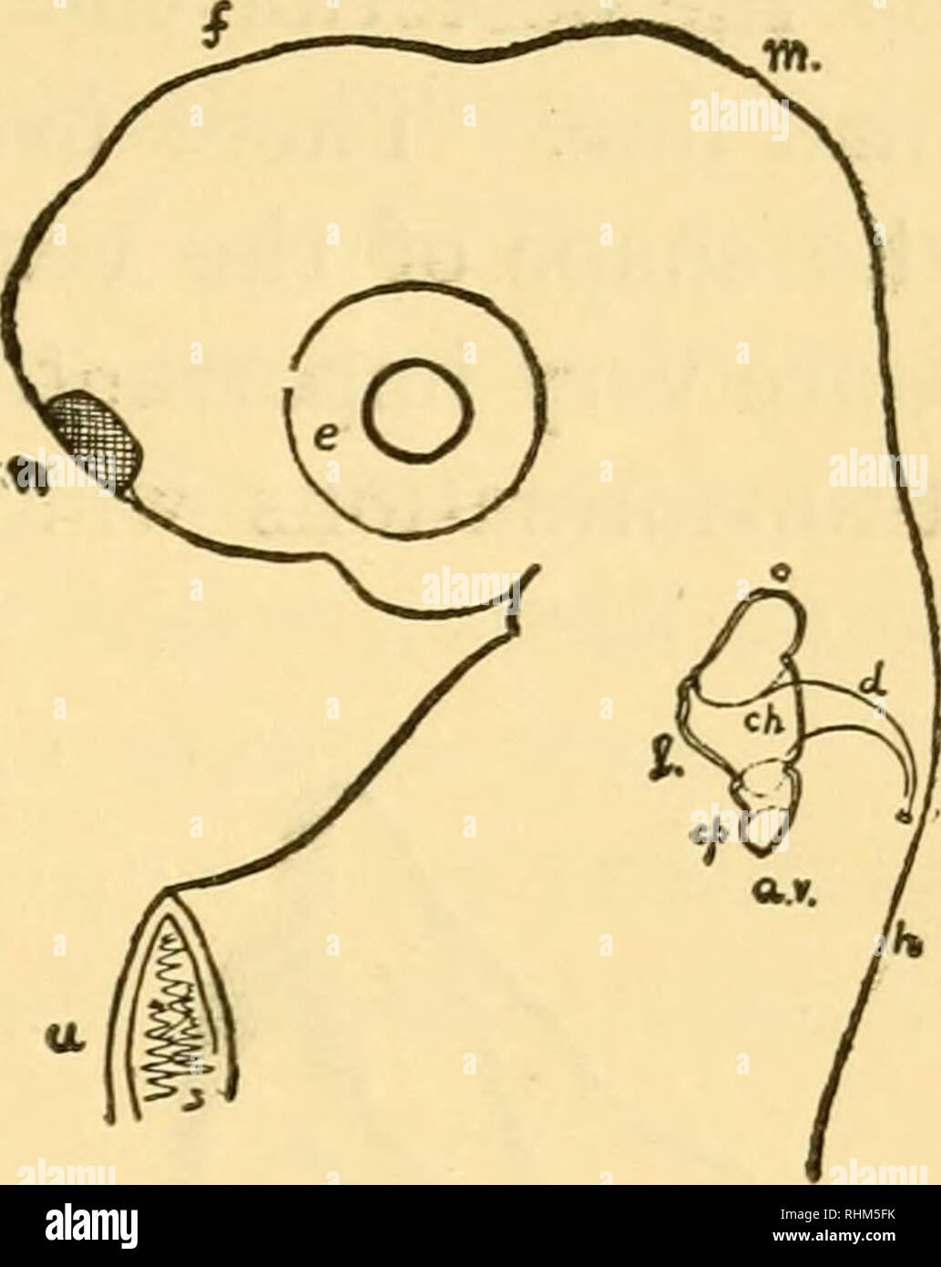 . Biologische Vorlesungen an der Marine Biologische Laboratorium des Holz Holl [sic] geliefert. Biologie. Abb. 9. - Der Kopf des Embryos glatte Hund - Fisch (^ Galeus cajiis), von der linken Seite gesehen. Abbildung nach der Natur gezeichnet, vergrößerte etwa 20 Mal. Den Kolben-förmige auditorischen warmwasserboiler - cle wird deutlich oberhalb der Gill Region platziert. Buchstaben wie in der vorangegangenen Abbildung. A.v auditorischen Kolben. e. y Fore - Gehirn. £ Gill Region. h Hind - Gehirn. m Mitte - Gehirn. n Nase.. Abb. 10. - Der Kopf eines älteren Shark der gleichen Spezies, von der linken Seite gesehen. Die Abbildung, die von den lebenden Fisch gezogen wurde, zeigt Stockfoto