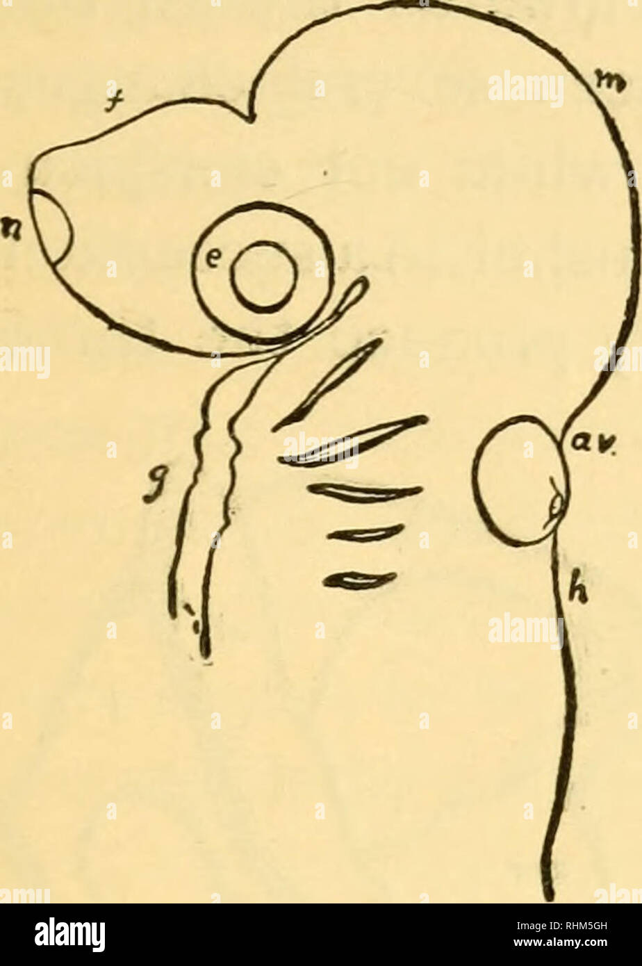 . Biologische Vorlesungen an der Marine Biologische Laboratorium des Holz Holl [sic] geliefert. Biologie. Das Ohr des Menschen. 205 tion des auditiven Kapsel nach vorne und nach Außen (Abb. 10, d). Abb. 9. - Der Kopf des Embryos glatte Hund - Fisch (^ Galeus cajiis), von der linken Seite gesehen. Abbildung nach der Natur gezeichnet, vergrößerte etwa 20 Mal. Den Kolben-förmige auditorischen warmwasserboiler - cle wird deutlich oberhalb der Gill Region platziert. Buchstaben wie in der vorangegangenen Abbildung. A.v auditorischen Kolben. e. y Fore - Gehirn. £ Gill Region. h Hind - Gehirn. m Mitte - Gehirn. n Nase.. Bitte beachten Sie, dass diese Bilder aus gescannten extrahiert werden Stockfoto