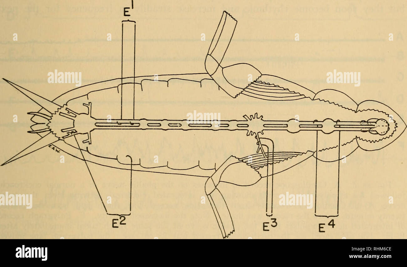 . Die biologische Bulletin. Biologie; Zoologie; Meeresbiologie