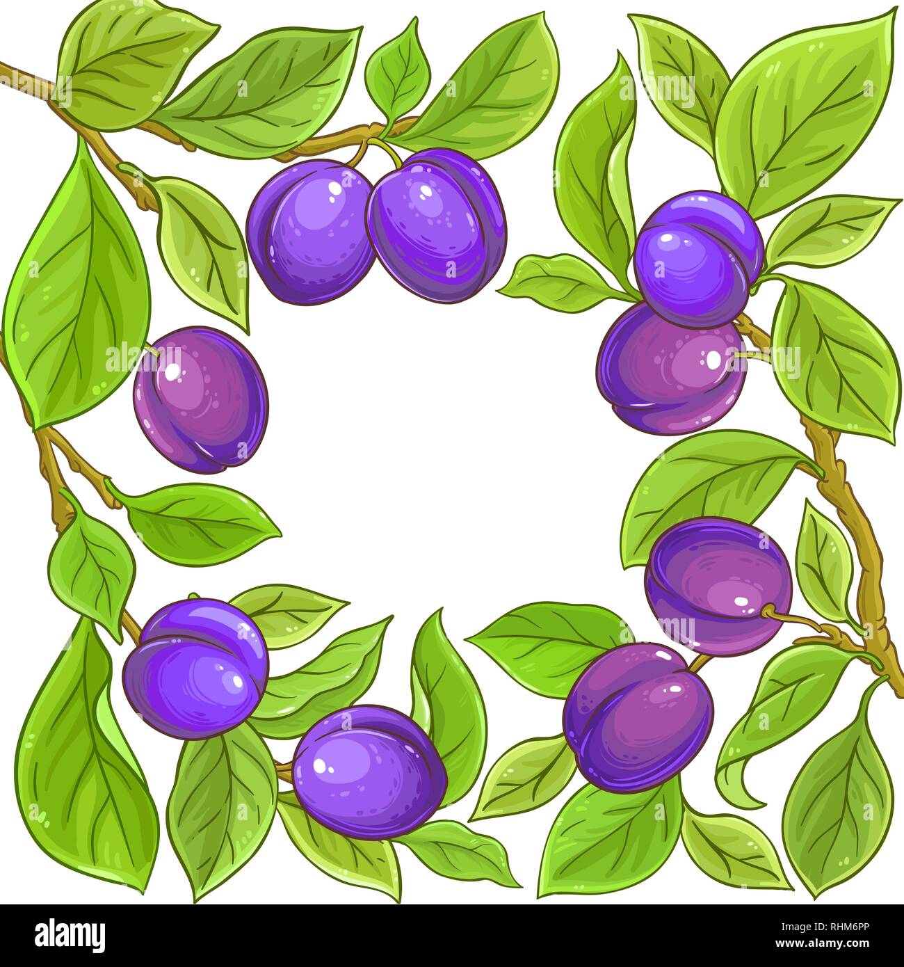 Pflaume vektor Rahmen auf weißem Hintergrund Stock Vektor