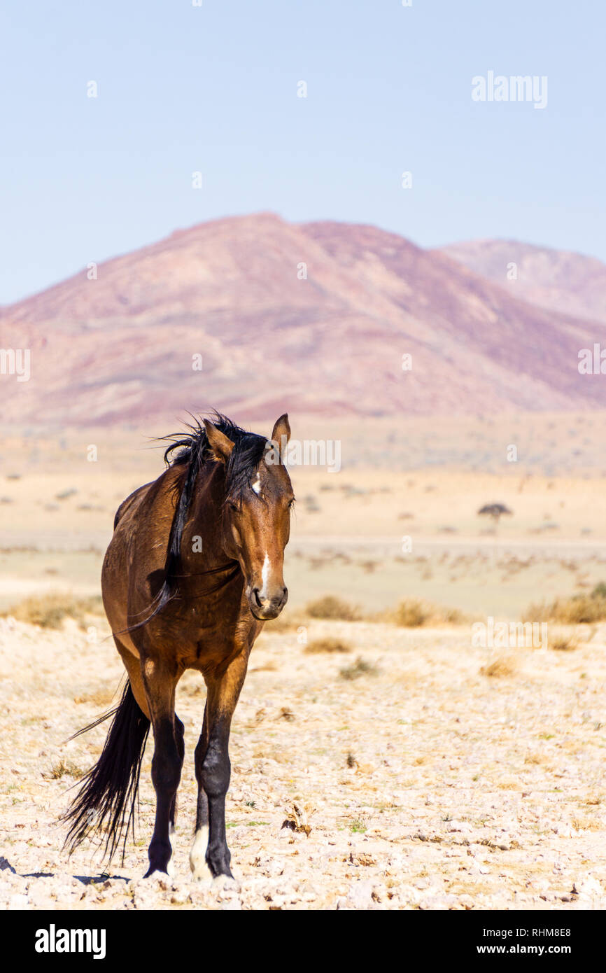 Wüste Pferde in Namibia Wüste Stockfoto