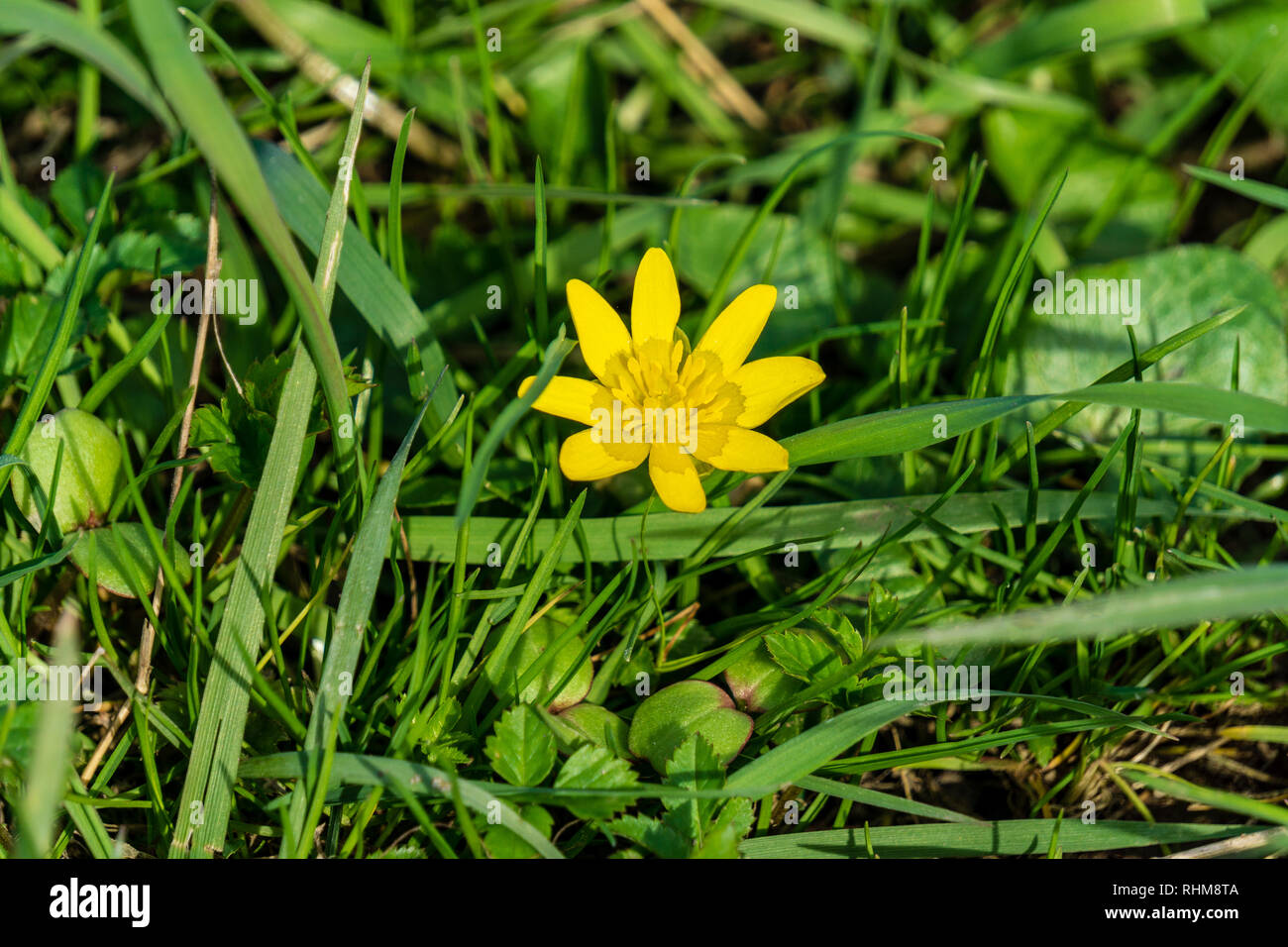 Leuchtend gelb schöne Löwenzahn eine Blume auf neutralem Hintergrund. Close Up. Frühling Natur Blumen. Frühling Blumen. Sonnige Stimmung schön Stockfoto