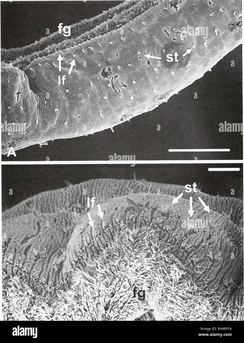 . Die biologische Bulletin. Biologie; Zoologie; Biologie; Meeresbiologie. sensorische Büschel der palp Nerven (Abb. 6B). Es gibt auch viele Nerven scheinbar mit freien Enden auf der palp Fläche (d. h., nicht mit ciliated Zellen verbunden sind). Eine detailliertere Abbildung 2. Periphere sensoiy Zellen auf Ihe prostomiimi von l) Ich/&gt; i&gt; lydoru I/utulrilohiitu. (A) der vorderen prolilc. shim ing Breie (PA) und piosionmini (Pro); Maßstab 10 (1/. nil Insel Slum ganzen Wurm. (Hi Ciliated struelures Arc ilislnhuteil auf der gesamten Oberfläche des prostoniium (anowsi; palps wcic ieinocd. Verlassen eine Narbe ipsi; Maßstab 1 (10/mi. ( Stockfoto