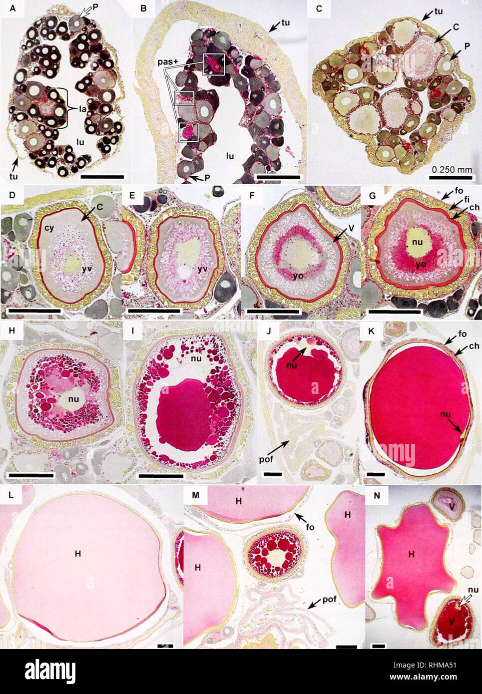 Die Biologische Bulletin Biologie Zoologie Biologie
