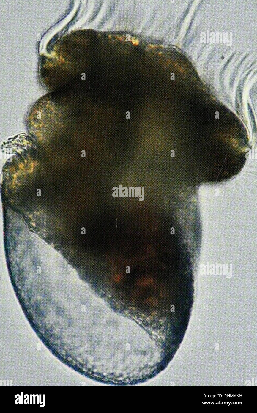 . Die biologische Bulletin. Biologie; Zoologie; Biologie