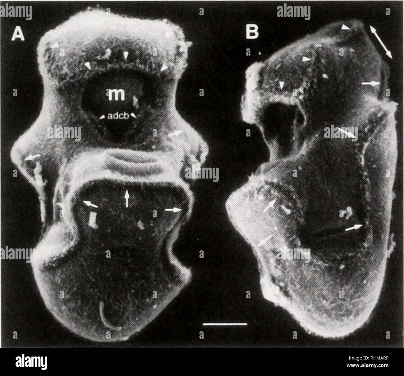 . Die biologische Bulletin. Biologie; Zoologie; Biologie; Meeresbiologie. Abbildung 3. Drei-dimensionale rot/grün Anaglyphen und ein Scanning Electron Micrograph (falsche Farbe) der frühen bipinnariae. (A) Ein 3-D-laterale Ansicht eines frühen bipinnaria angezeigt immunoreaktiven Zellkörper und axonalen - wie Flächen nach der Ciliated Bands. Die anteriore Ganglion (Ag) gebildet hat und verbindet die preoral (procb) und postoral (pocb) ciliated Bands, adocb. adoral ciliated Band; o. Speiseröhre; s, Magen; Ich, Darm. Bar, 95/J.M. (B) Ventrale Ansicht eines frühen bipinnaria auf der gleichen Stufe wie in Panel A. Die Ciliated Stockfoto