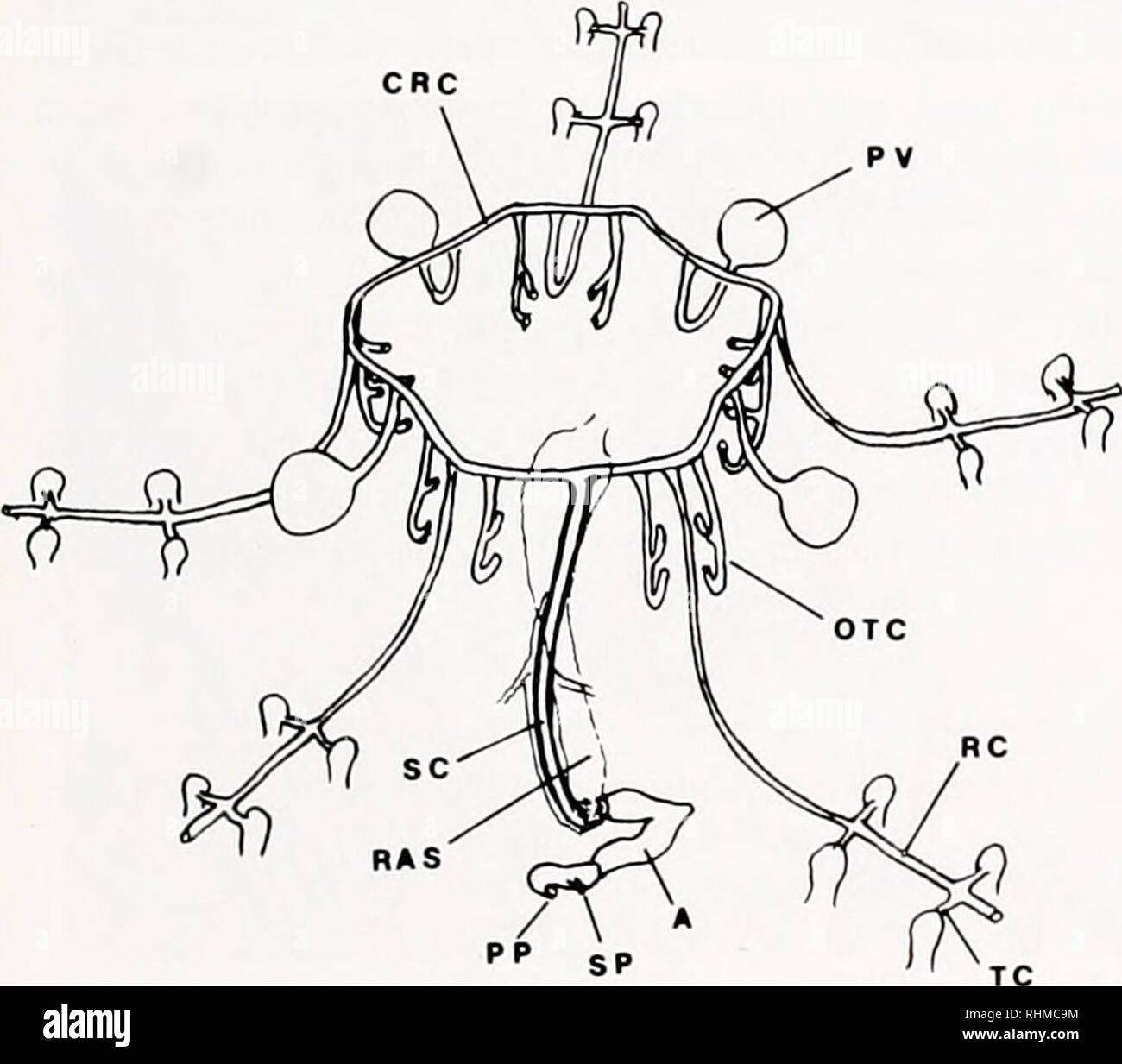 . Die biologische Bulletin. Biologie; Zoologie; Biologie; Meeresbiologie. Abbildung 1. Mündliche Disk von Op/iioderma appressnm. Die Pfeile markieren Ein paar zentrale (C) und periphere (P) Schlitze, die in einem der 10 genitale bursae öffnen. Meerwasser ist von der Seite der Festplatte durch die periphere Genitale bursal Schlitzen gezogen und wird durch die zentralen entlüftet. Abbildung 2. Vergrößerte Ansicht der mündlichen Schild Überlagerung der axialen Komplex, sichtbar als etwas dunkel Bereich (Pfeil). Die madreporite Poren sind aus den Augen in die felsspalte in der Nähe des Stern. Erweiterte Fuß (TF) in den Mund und auf das Ar gesehen werden. Stockfoto