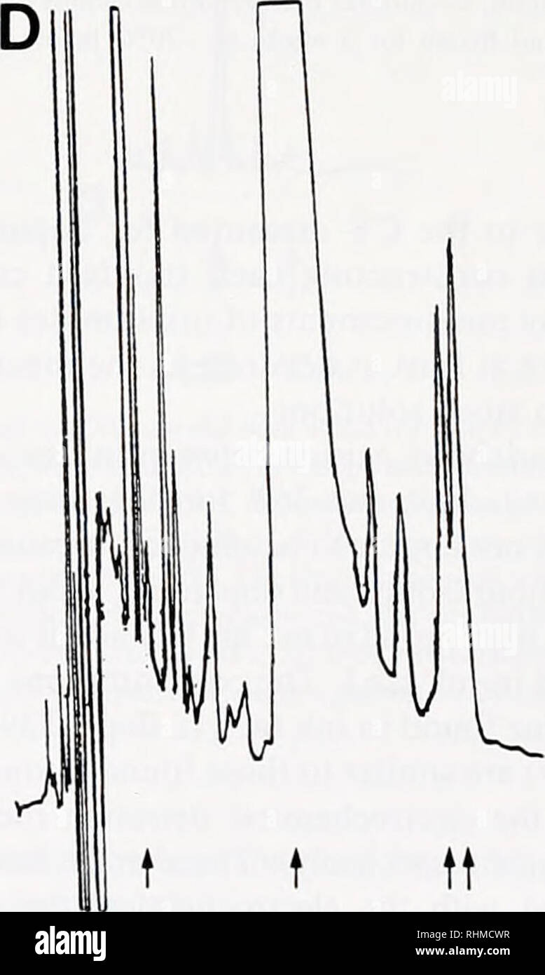. Die biologische Bulletin. Biologie; Zoologie; Biologie; Meeresbiologie. SQUID TINTE T ft DHBA DOPAC DA. t t tt LD DHBA DOPAC DA Abbildung 2. Elektrochemische Detektion überprüft die Anwesenheit von L-Dopa (LD) und Dopamin (DA) in Tintenfisch. (A) Die HPLC-Spur von 10^1 Injektion der Standardlösung mit 500 pg//jl jedes von DA, DOPAC (dihydroxyphcnyl Essigsäure), DHBA (3,4-dihydroxybenzylamine). und LD wurde zu einem Gewinn von 100 erreicht. (B) Die Standardlösung zu einer Konzentration von 10 pg/M&gt verdünnt wurde; und die 10^1 Injektion ist an einem GAIN-Einstellung von 9900 gezeigt. Die ersten Peaks bei etwa 2 Stockfoto