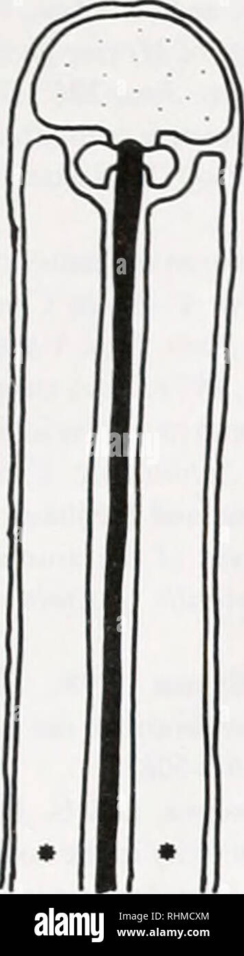 . Die biologische Bulletin. Biologie; Zoologie; Biologie