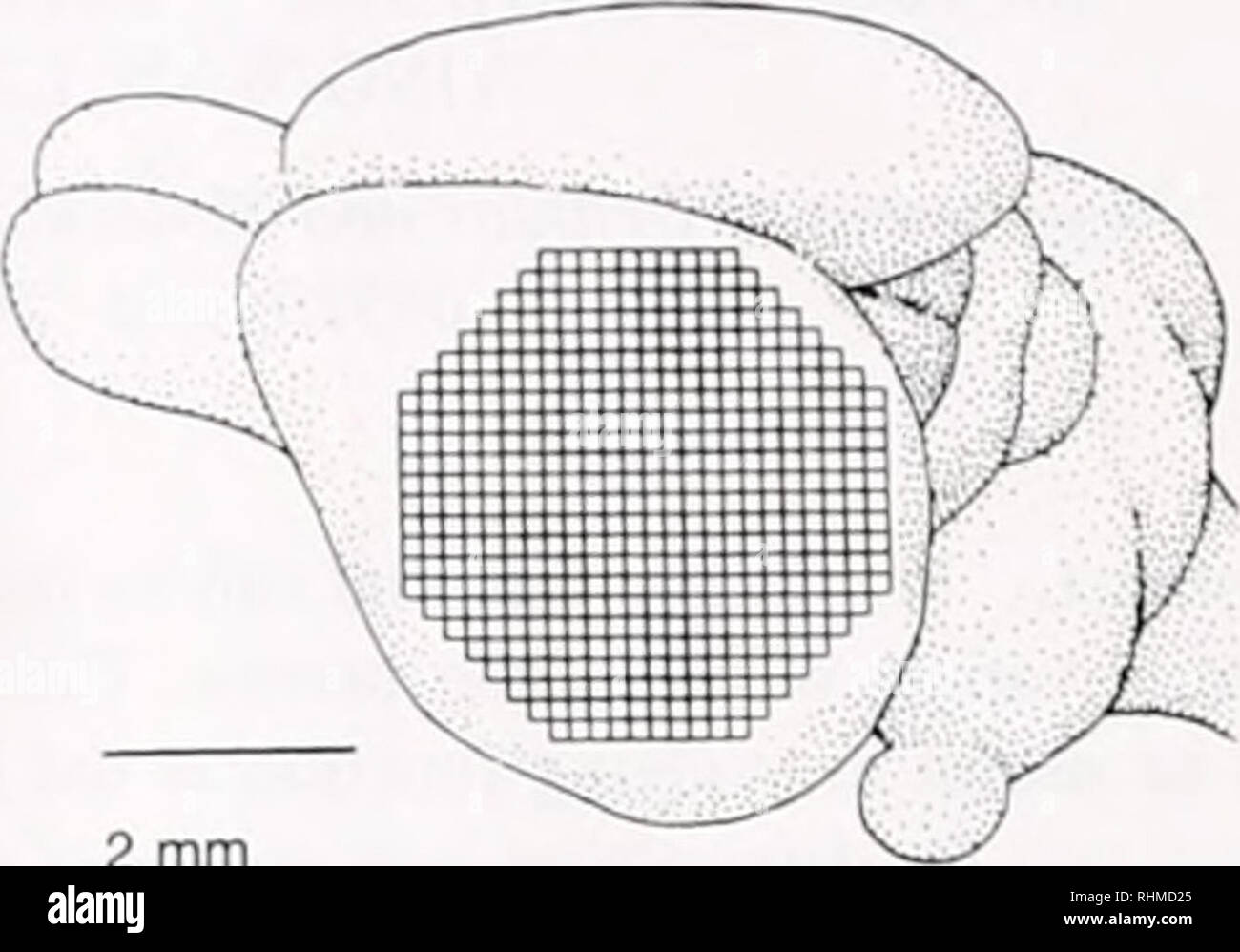 . Die biologische Bulletin. Biologie; Zoologie; Biologie; Meeresbiologie. 2 mm einzelnes Neuron 0,5 mm nvertebrate ganglion Abbildung I. Schema der drei Arten von Messungen als Beispiele beschrieben. (Lett) eine indmdual kortikalen Hippocampus CAI pyramidal Cell. Jedes Pixel des - JM - elcment Diodenzeile receues Licht von einem kleinen Teil der dendnte. axon. oder Zellkörper der Neuronen. Eine optische Messung des Membranpotentials pro ides Informationen darüber, wie das Neuron seiner synaptischen Input wandelt in seinen Spike ausgegeben. (Mitte) eine Scheibe durch, m imertebrate Ganglion mit seiner Zelle Körper m a Adr Stockfoto