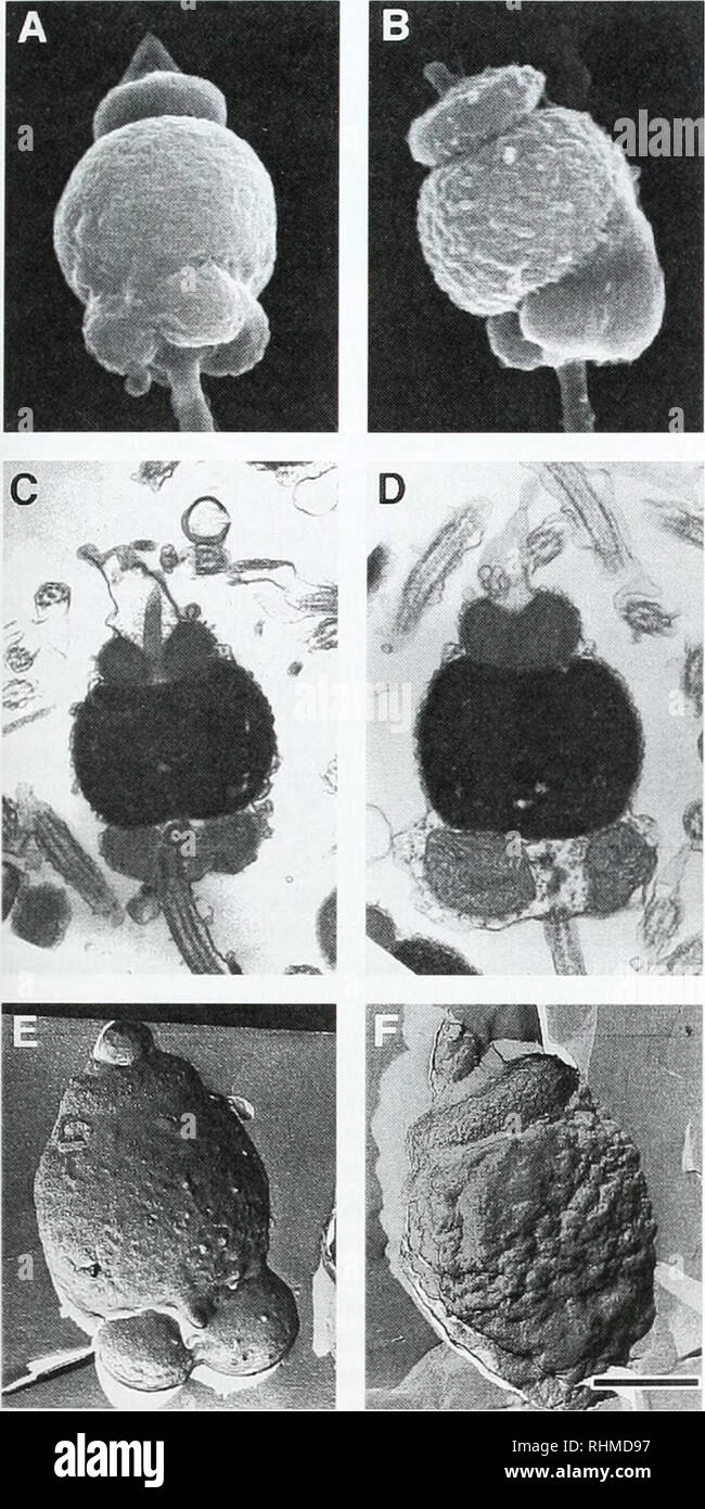 Die Biologische Bulletin Biologie Zoologie Biologie Meeresbiologie Zellbewegung 229 Abbildung 1 Elektronenmikroskopiebilder Von Spisula Muschel Spermien Midpiece Ami Kopf Die Spermien A C E Ami Samenzellen Ausgesetzt 50 µm Gosspol Fur 10 Mill
